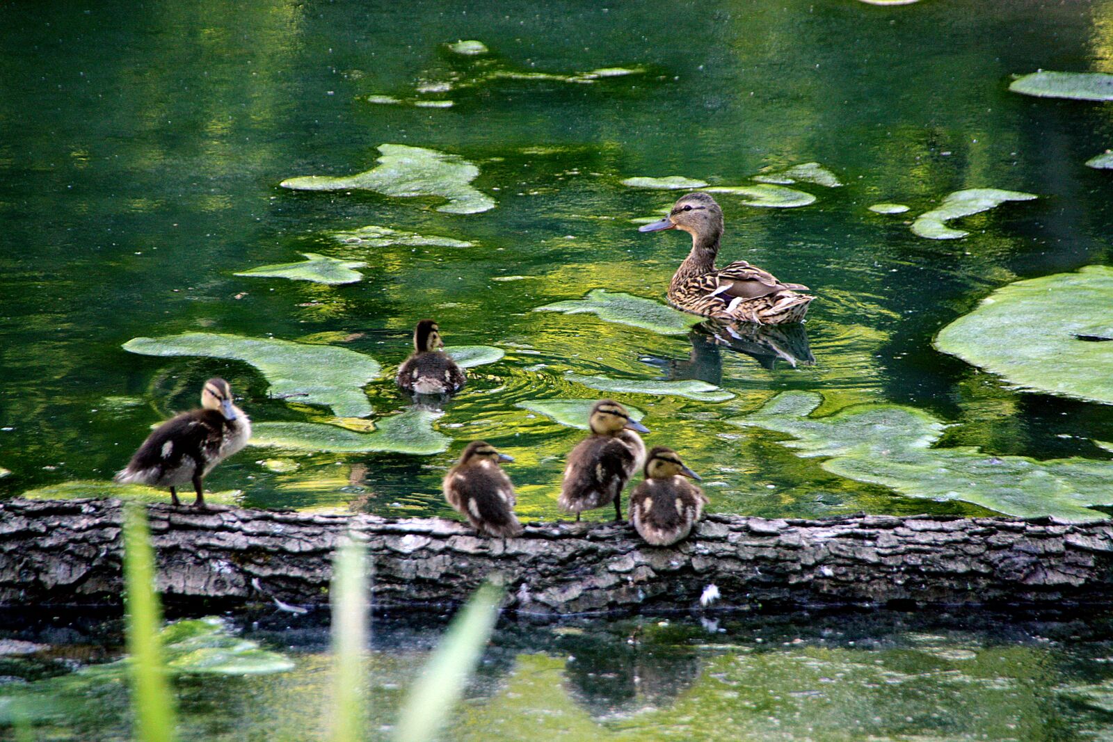 Canon EOS 450D (EOS Rebel XSi / EOS Kiss X2) sample photo. Nature, animals, duck photography