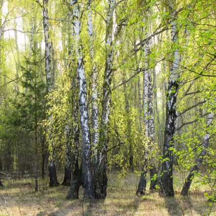 Электричка березовая роща. Березовая роща Хабаровск. Берёзовая роща Красноуфимск. Берёзовая роща Курск. Березовая роща Ачинск.