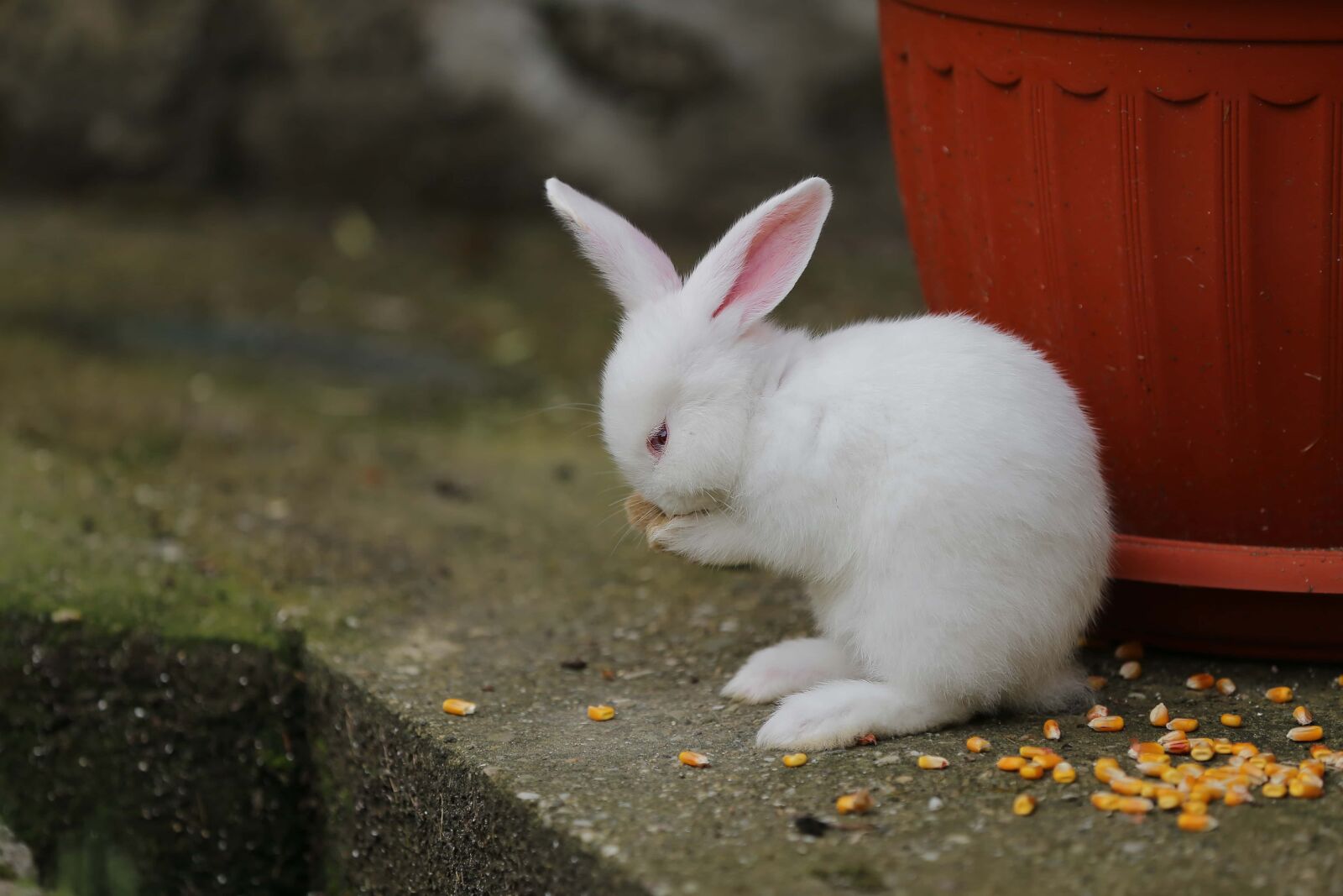Canon EF 70-200mm F2.8L IS II USM sample photo. Rabbit, ear, albino, corn photography