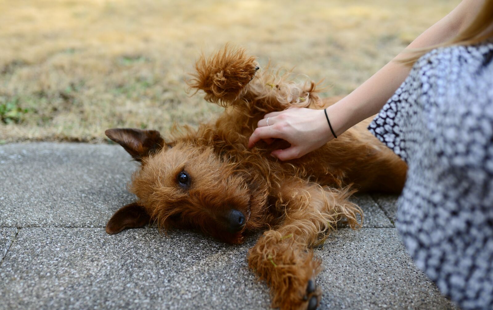 Nikon D610 sample photo. Dog, stroke, race photography