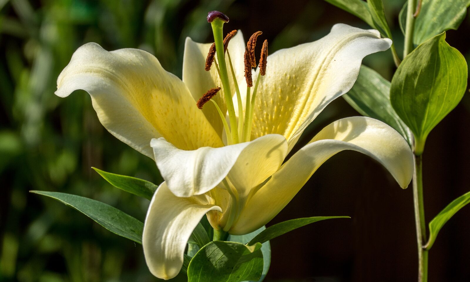 Panasonic Lumix DMC-FZ1000 sample photo. Lily, flower, nature photography