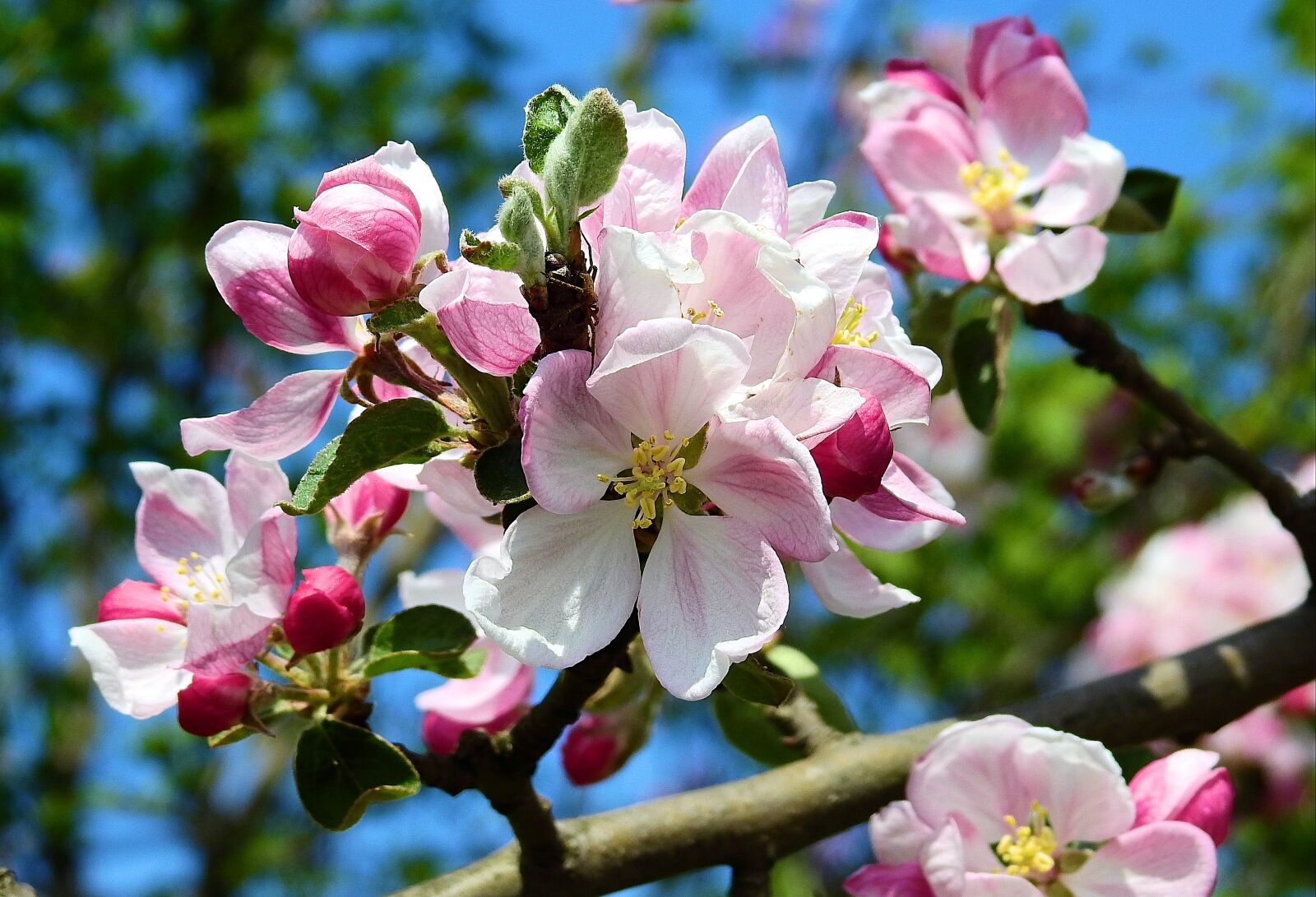 Nikon Coolpix P900 sample photo. Flowers, spring, nature photography