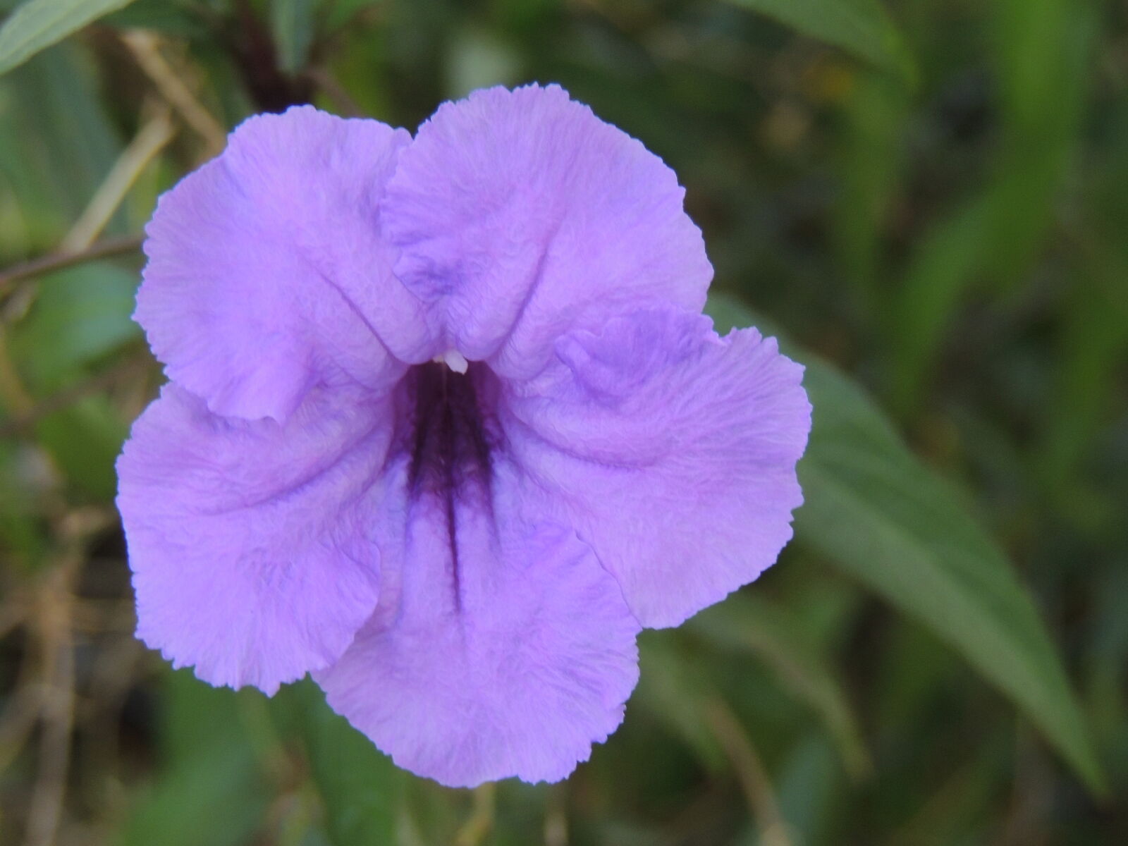 Nikon Coolpix P510 sample photo. Flower, purple, purple, daisy photography