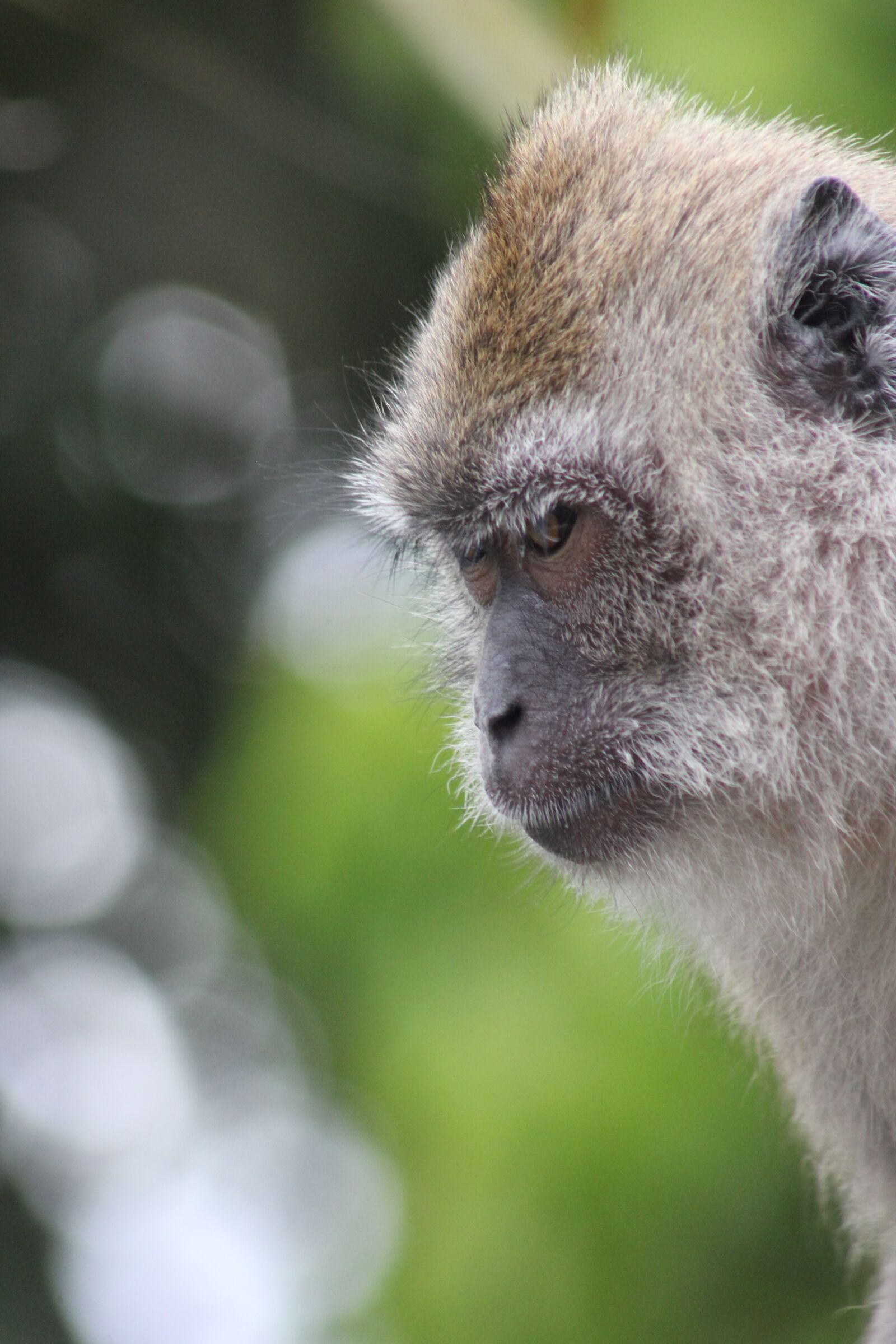 Canon EOS 550D (EOS Rebel T2i / EOS Kiss X4) sample photo. Monkey, portrait, nature photography