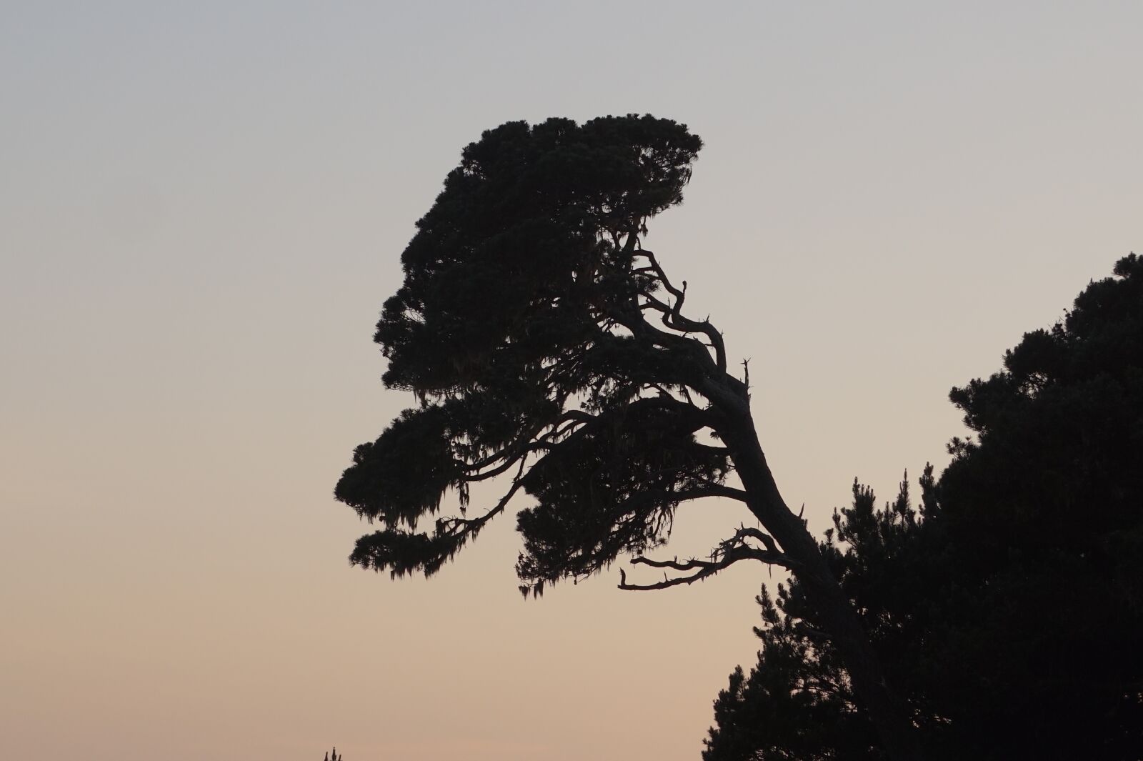 Sony Alpha a5000 (ILCE 5000) + Sony E 55-210mm F4.5-6.3 OSS sample photo. Mendocino, bay area, northern photography