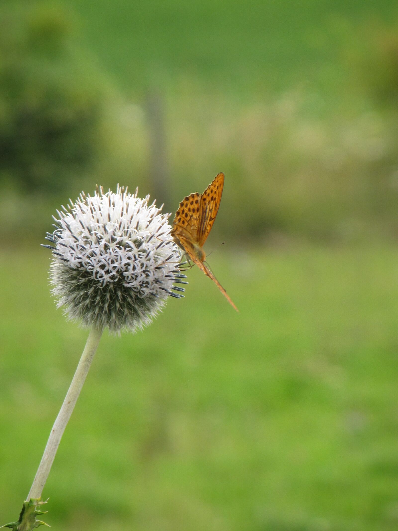 Canon PowerShot SX220 HS sample photo. Butterfly, meadow, thistle photography