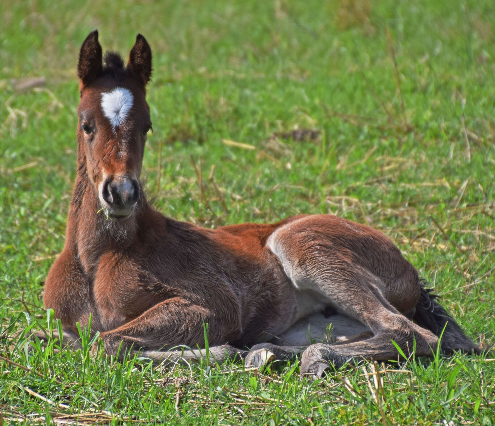 Nikon D5300 sample photo. Foal, filly, colt photography