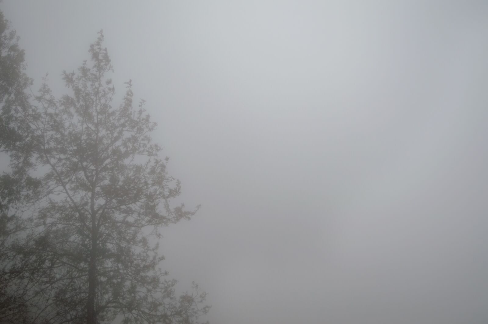 Nikon D3200 sample photo. Fog, tree, forest photography