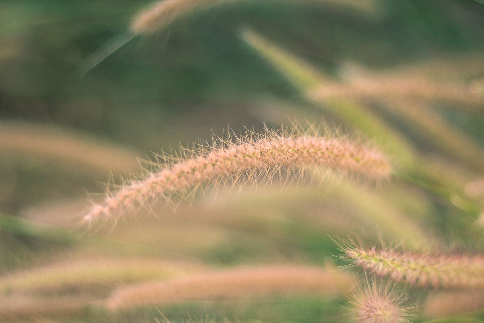 Canon EOS 700D (EOS Rebel T5i / EOS Kiss X7i) + Canon EF 50mm F1.8 STM sample photo. Flowering grass, nature, mead photography