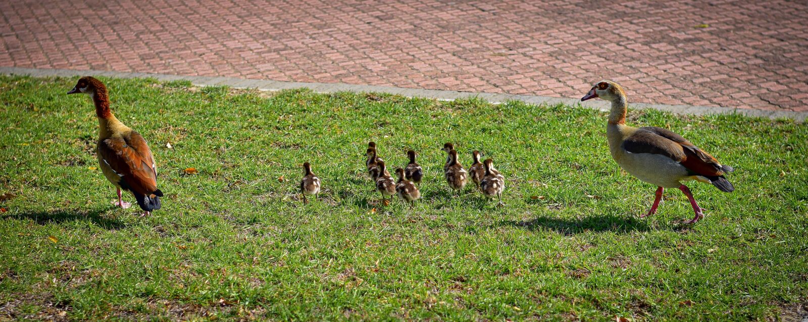 Nikon D5500 sample photo. Egyptian geese, goslings, family photography