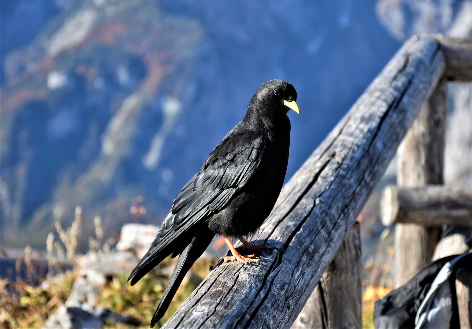 Nikon D7200 sample photo. Jackdaw, raven bird, bird photography