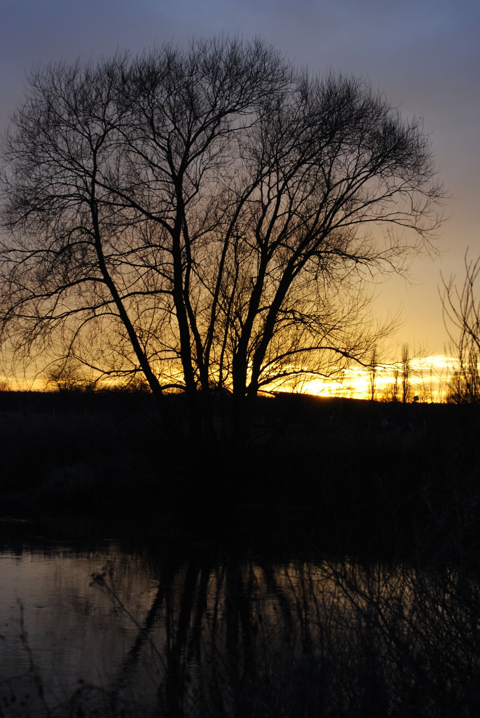Nikon D3000 sample photo. Tree, twilight, sunset photography
