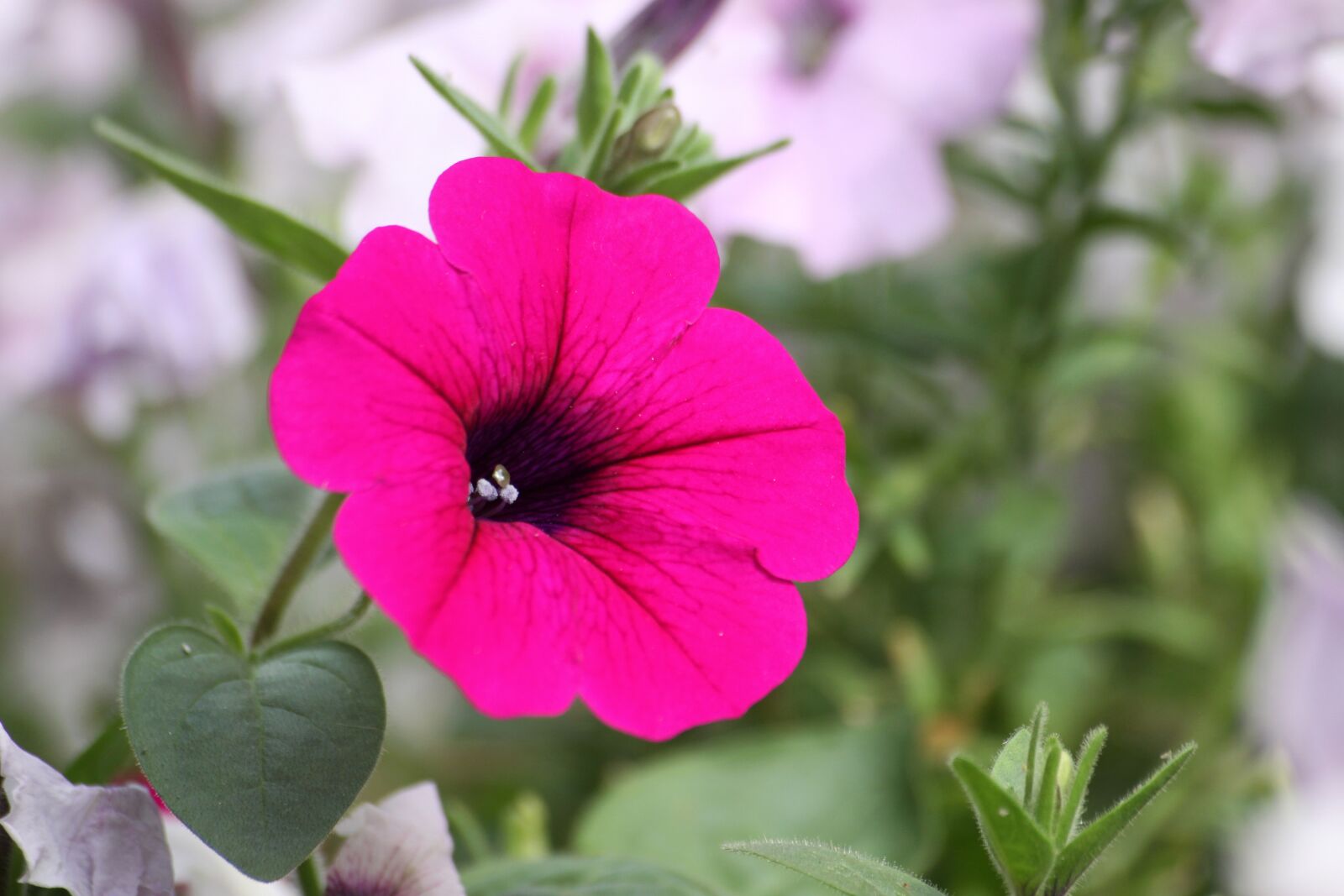 Canon EOS 50D sample photo. Morning glory, flowers, nature photography