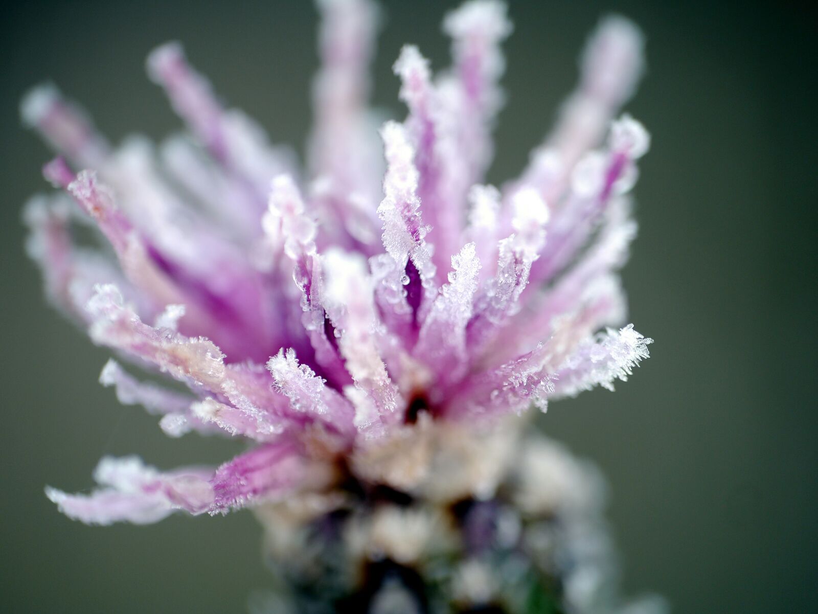 Panasonic Lumix DMC-G3 sample photo. Dawn, dew, flower photography