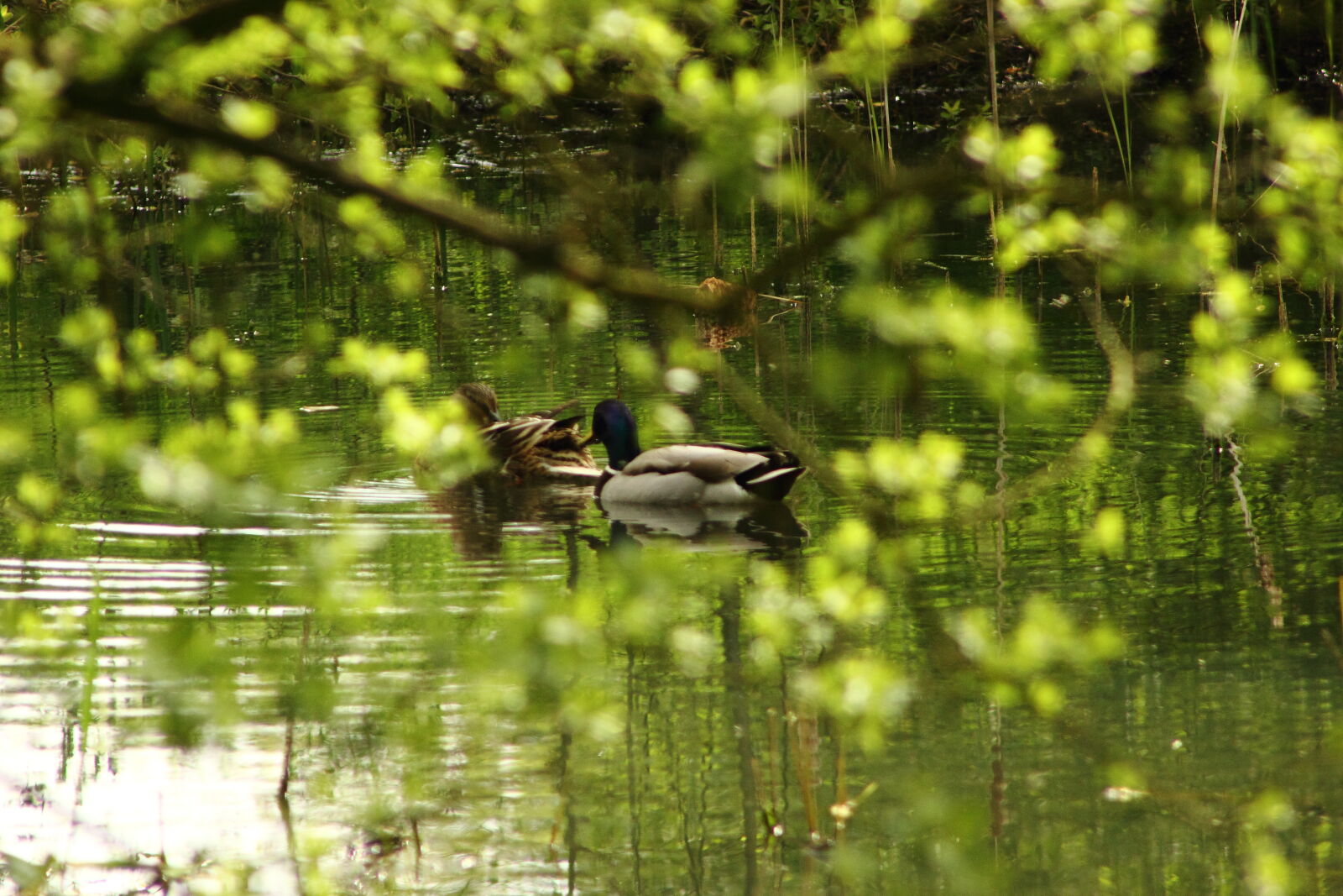 Canon EOS 550D (EOS Rebel T2i / EOS Kiss X4) + Canon EF 75-300mm f/4-5.6 sample photo. Ducks, green, pond photography