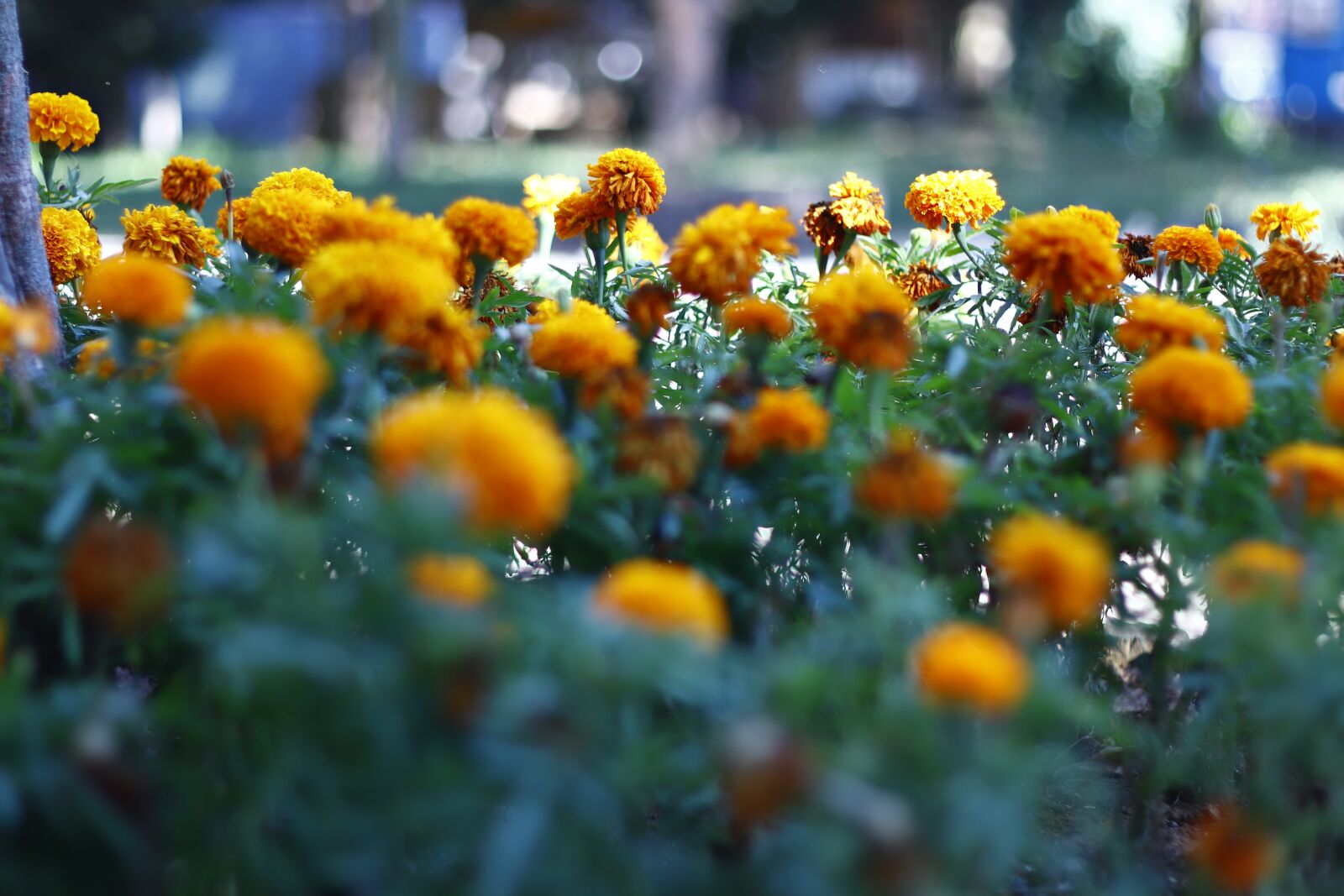 Canon EF 50mm F1.8 II sample photo. Flowers, yellow flowers, garden photography