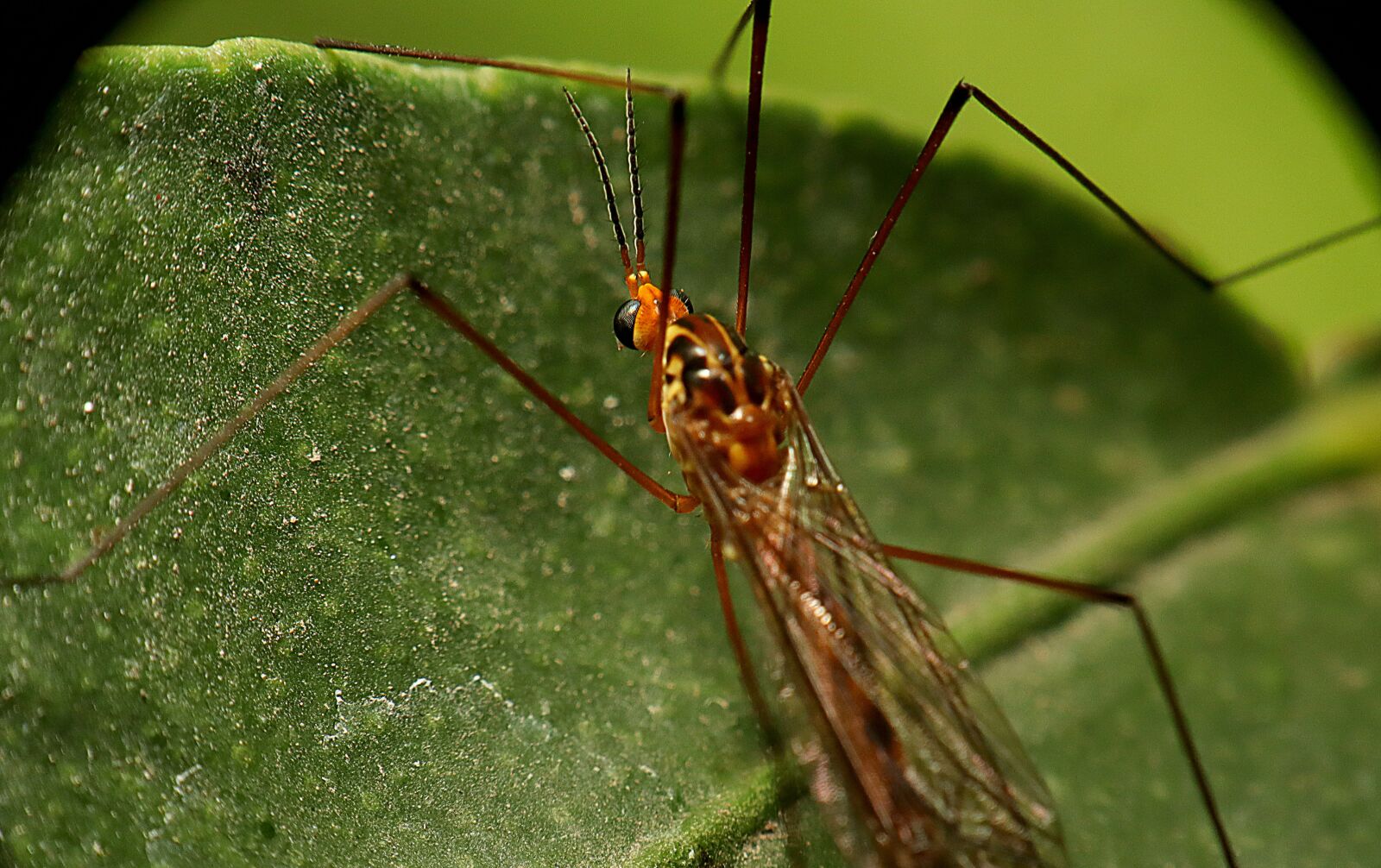 Canon EOS M50 (EOS Kiss M) sample photo. Insects, garden, nature photography
