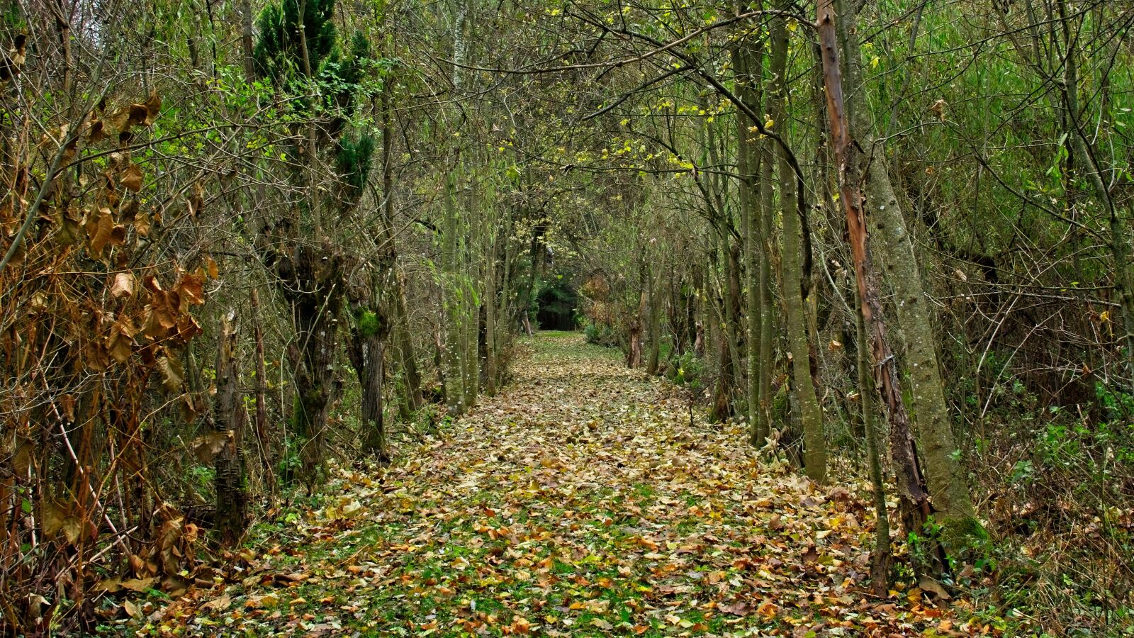Nikon AF-S DX Nikkor 35mm F1.8G sample photo. Autumn, forest, away photography