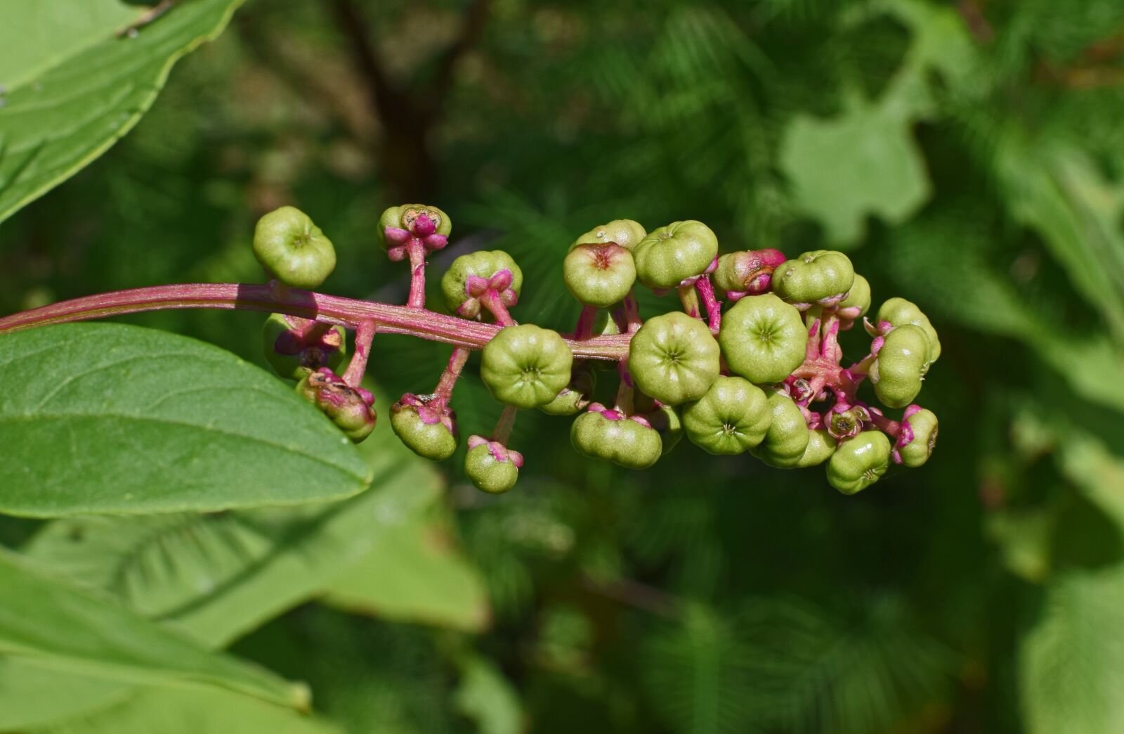 Nikon D3300 sample photo. Pokeweed berries, ripening, pokeweed photography