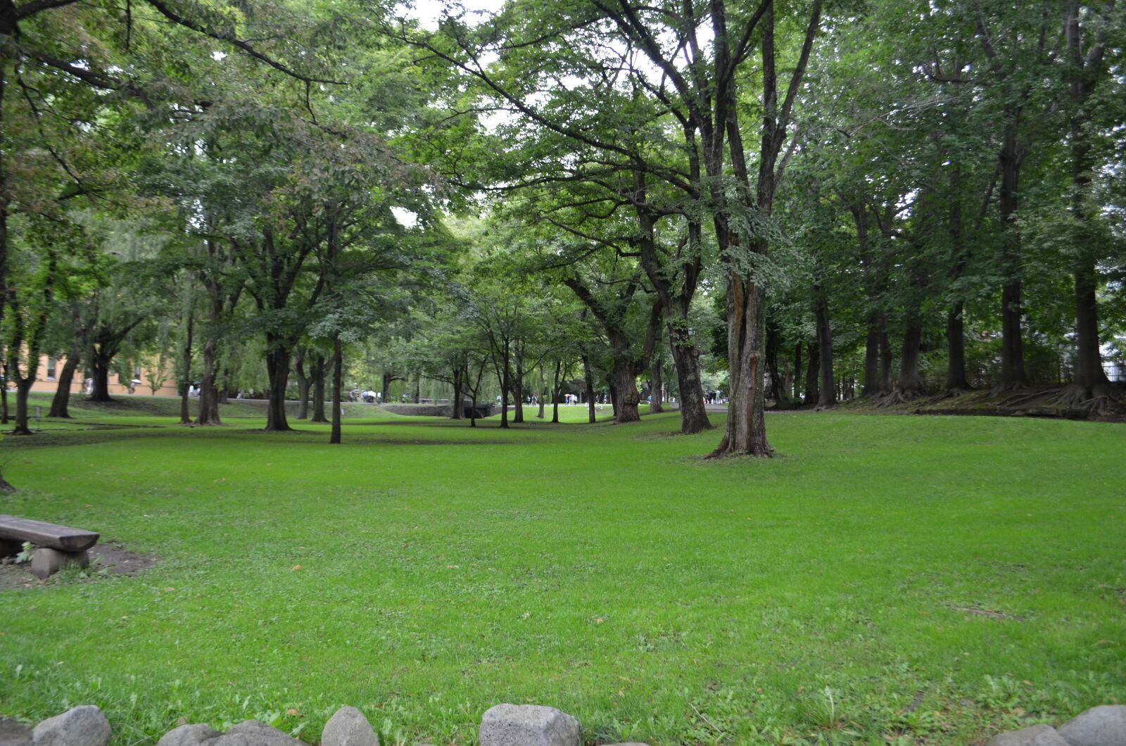 Nikon D5100 sample photo. Forest, park, green photography