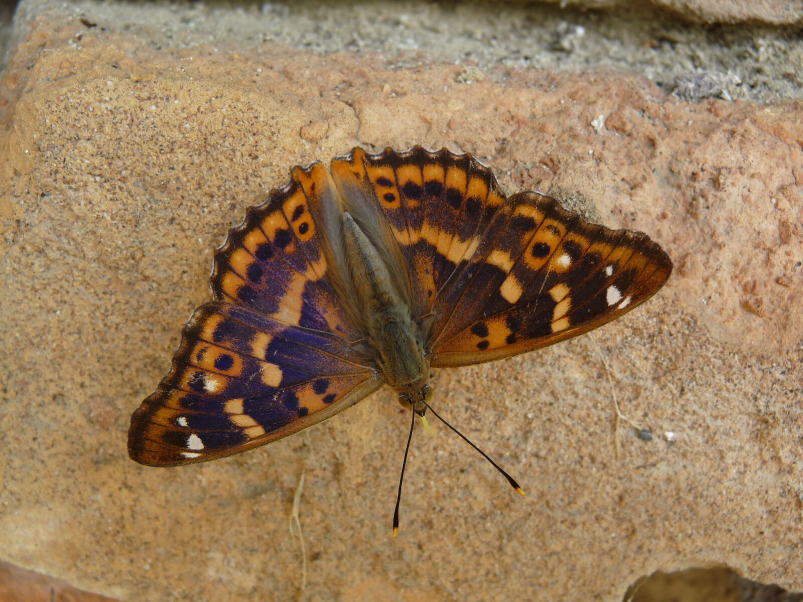 Panasonic Lumix DMC-FZ28 sample photo. Lesser purple emperor, butterfly photography