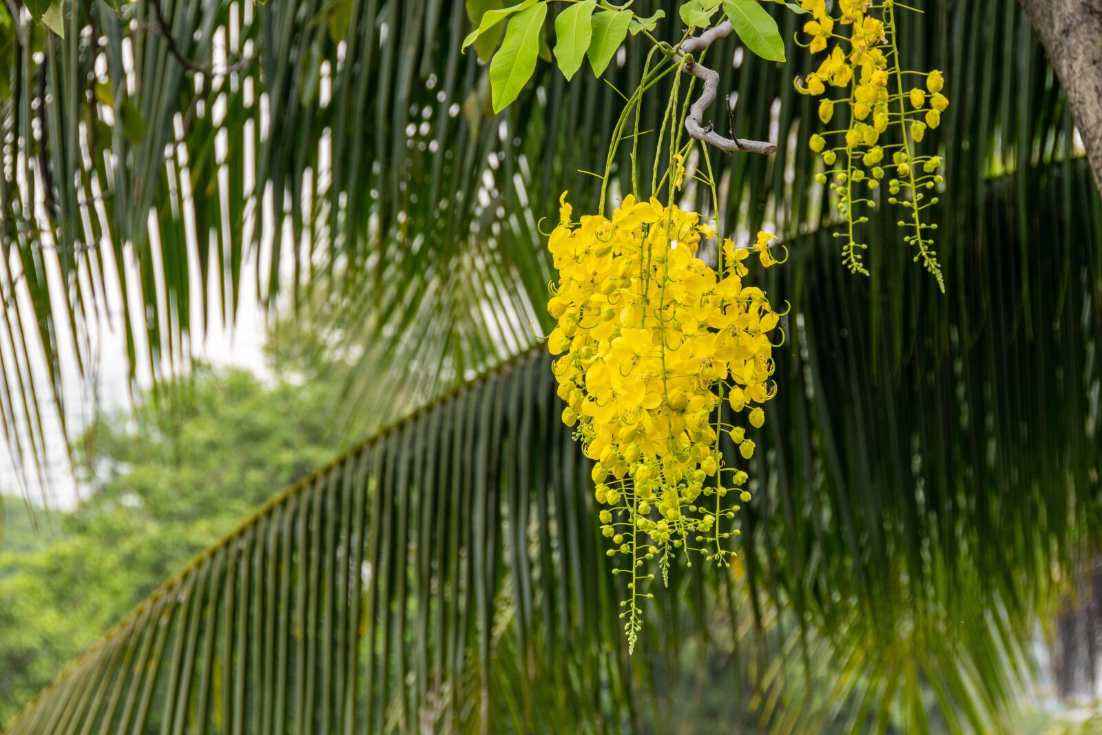 Nikon D5600 sample photo. Flavors, tree, flavor photography