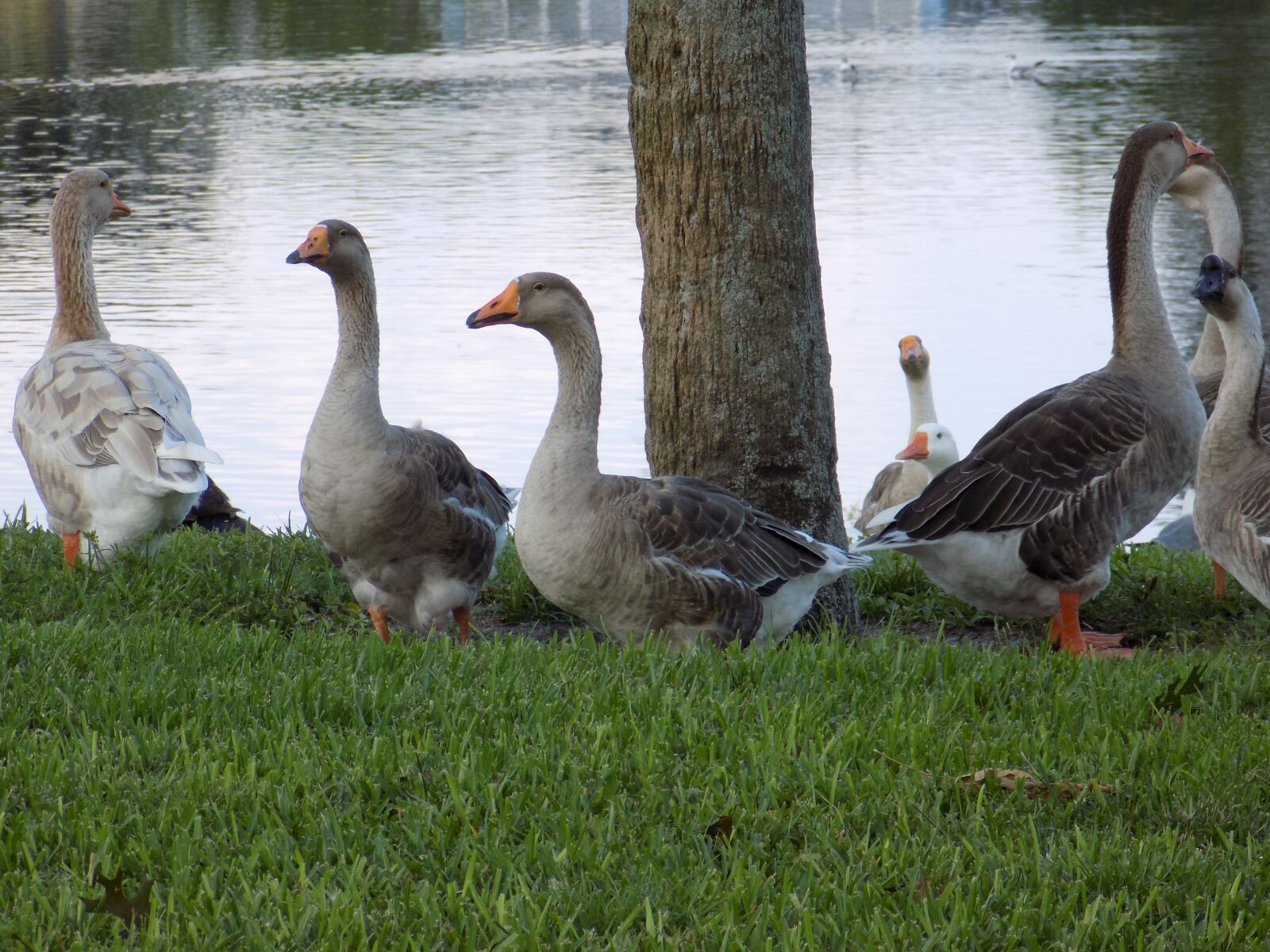 Nikon COOLPIX L330 sample photo. Brown, geese, resting photography