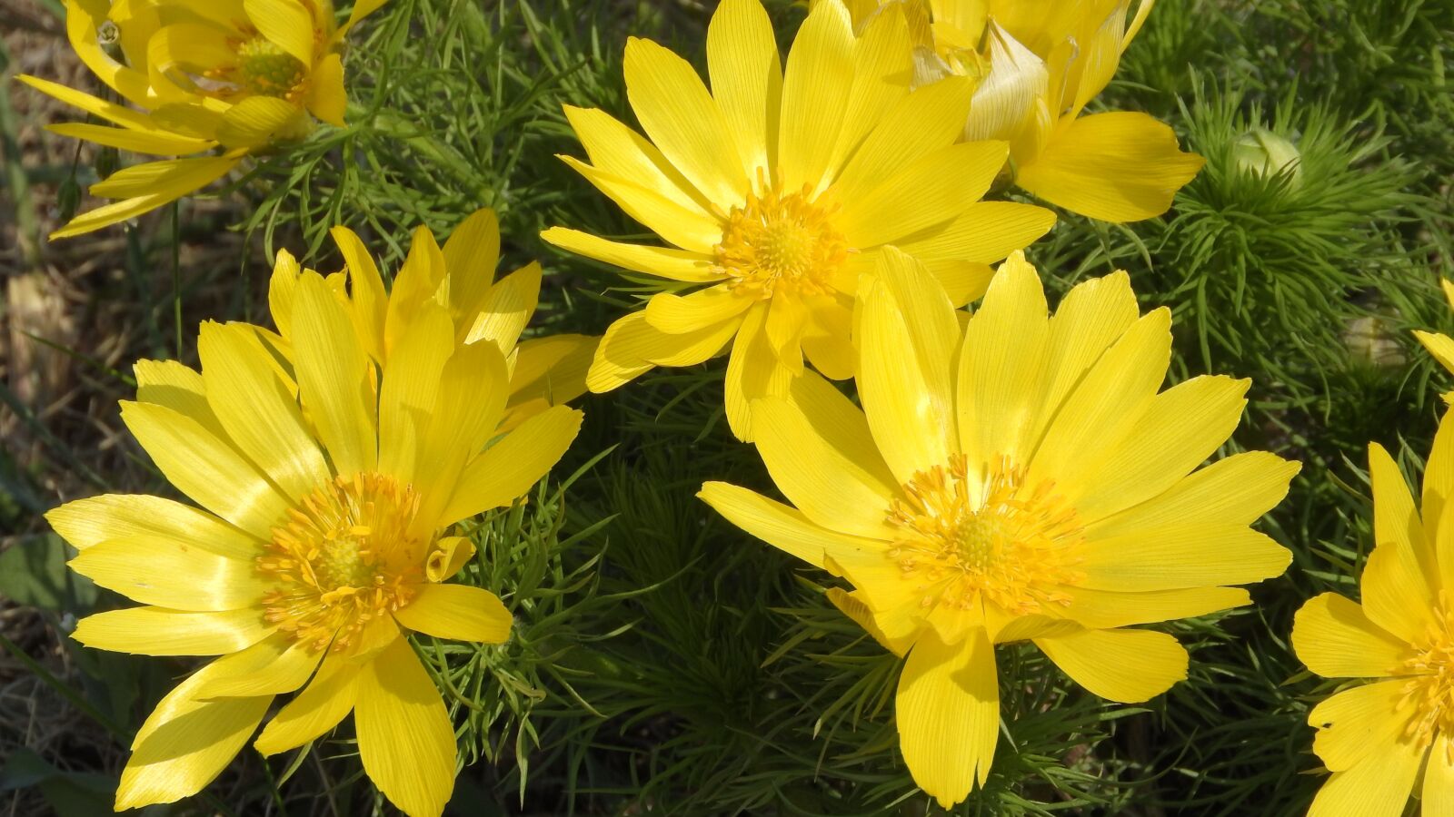 Nikon Coolpix P610 sample photo. Adonis vernalis, hlavacek, adonis photography