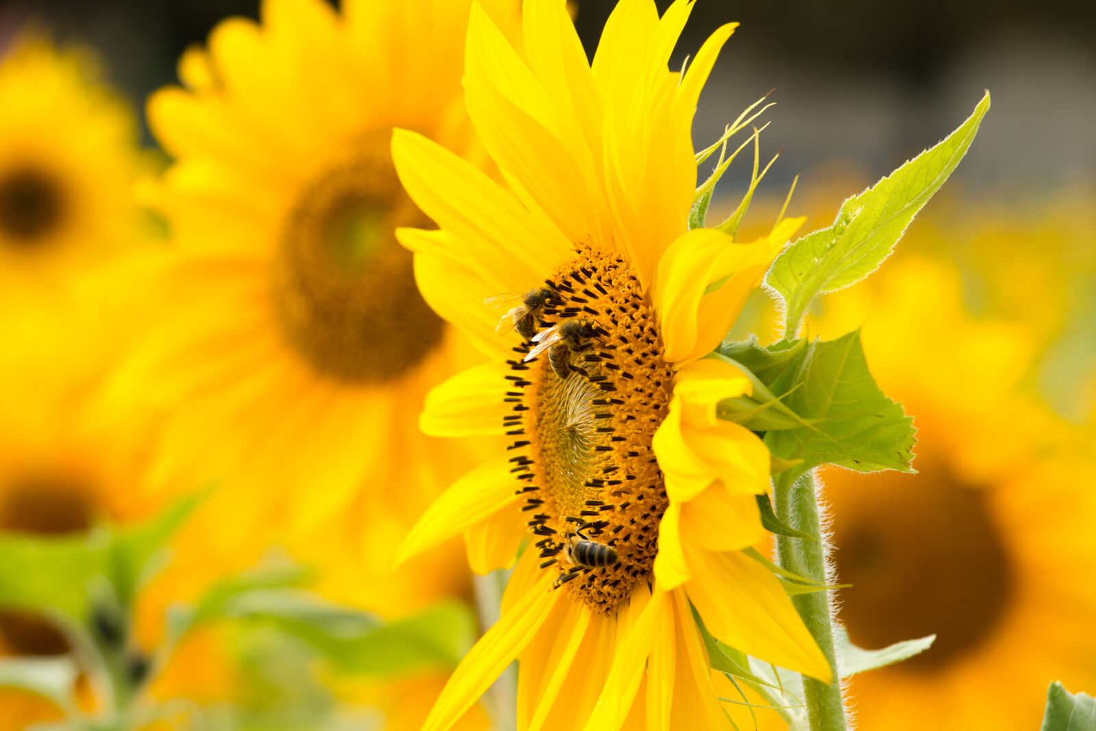 Canon EOS 70D sample photo. Sunflower, yellow, flower photography