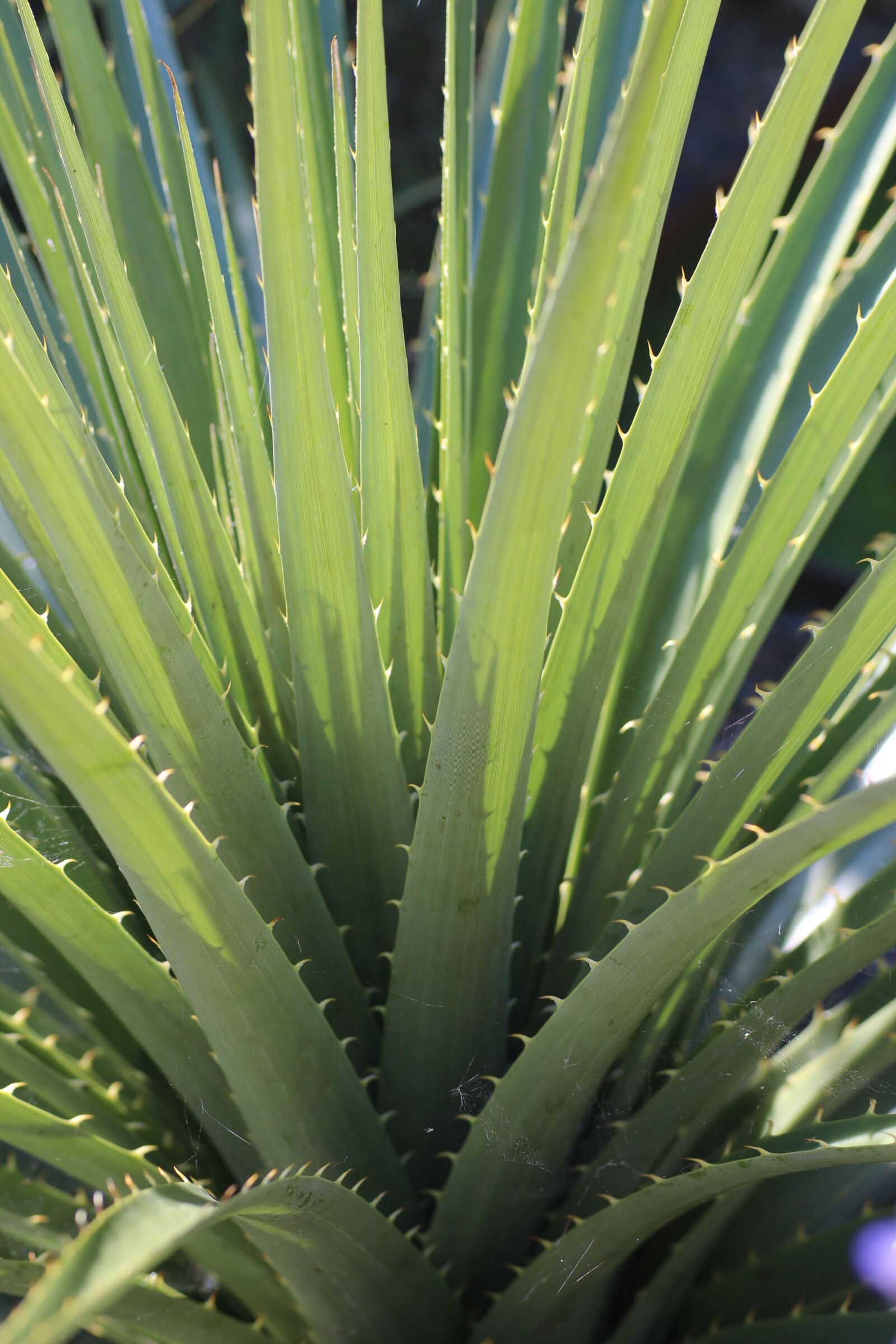 Canon EOS 600D (Rebel EOS T3i / EOS Kiss X5) sample photo. Puya, leaf, spiky photography