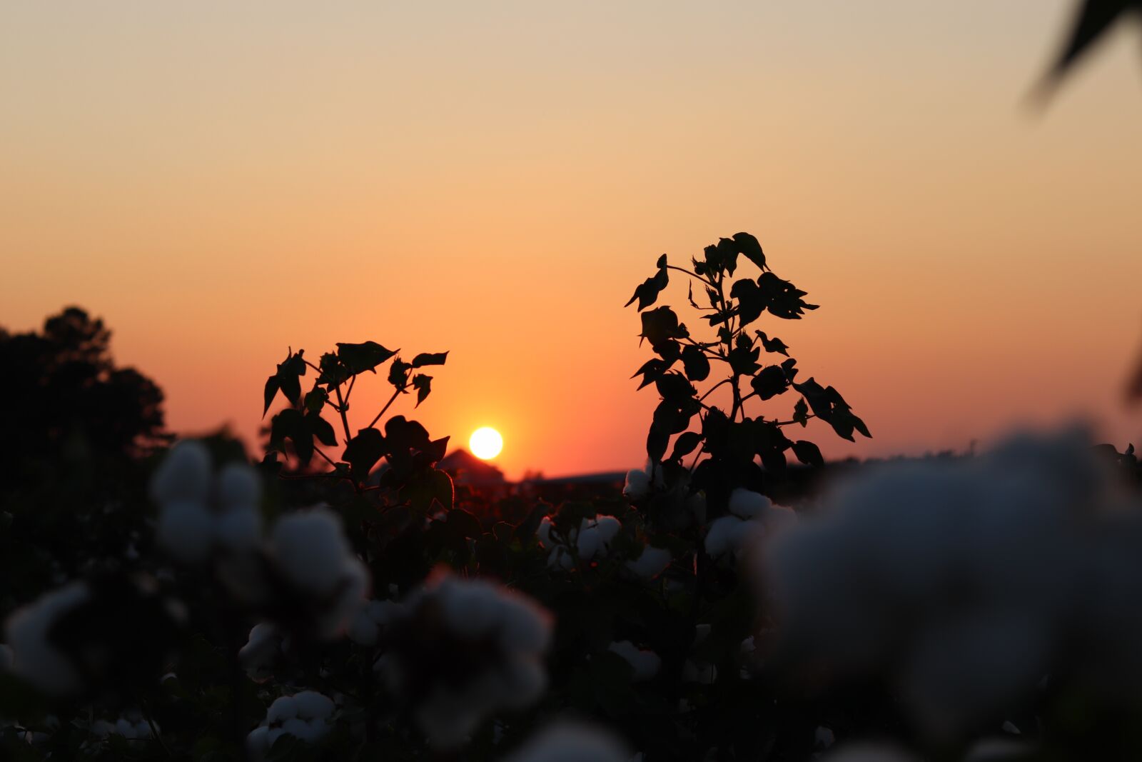 Canon EOS 800D (EOS Rebel T7i / EOS Kiss X9i) sample photo. Sunset, cotton field, autumn photography