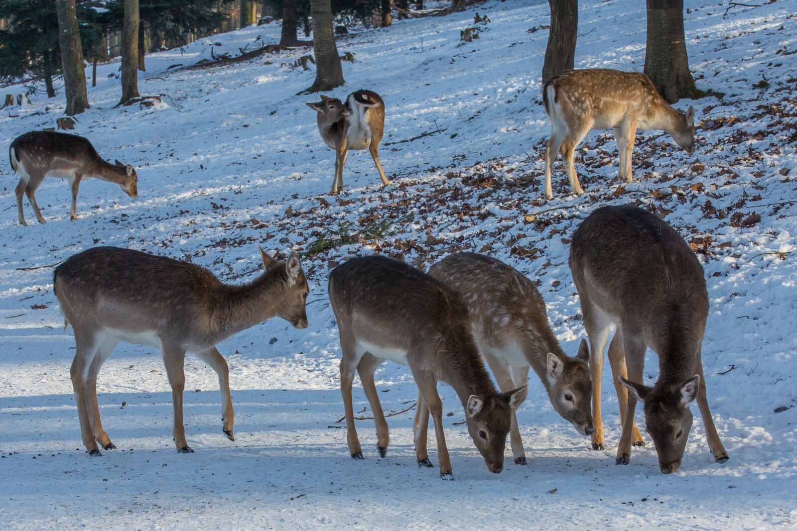 Canon EOS 5D Mark III sample photo. Dybowskiwild, wild, roe deer photography