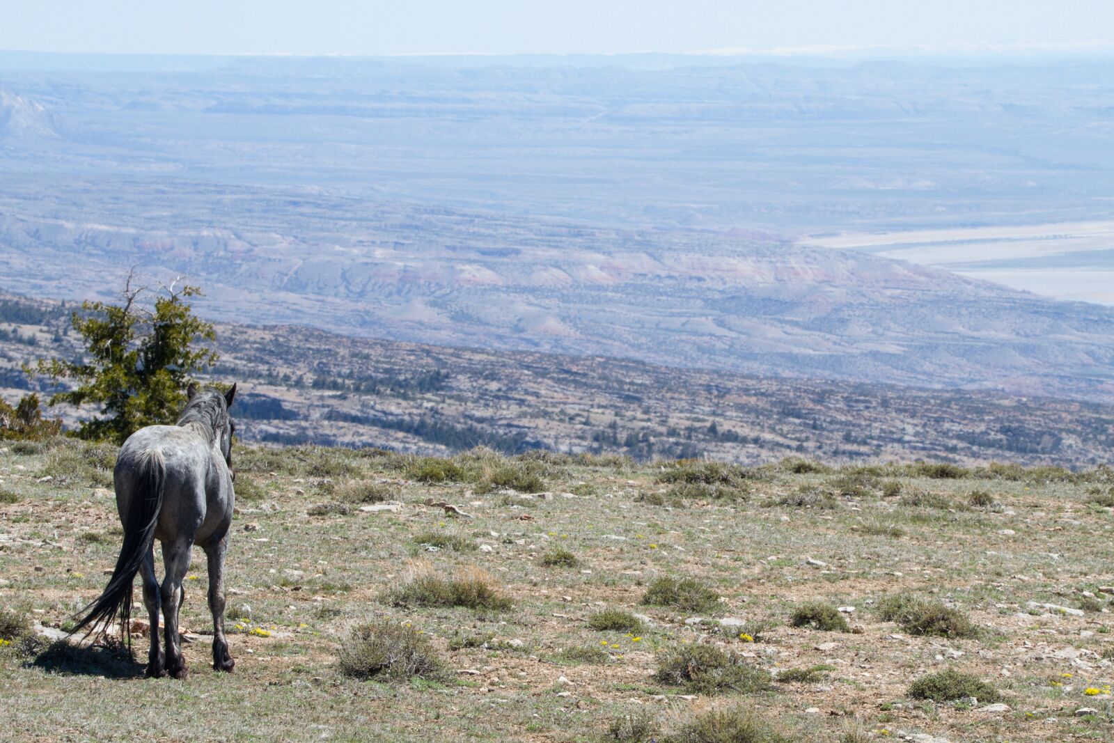 Tamron SP 150-600mm F5-6.3 Di VC USD sample photo. Wild horse, wild horses photography