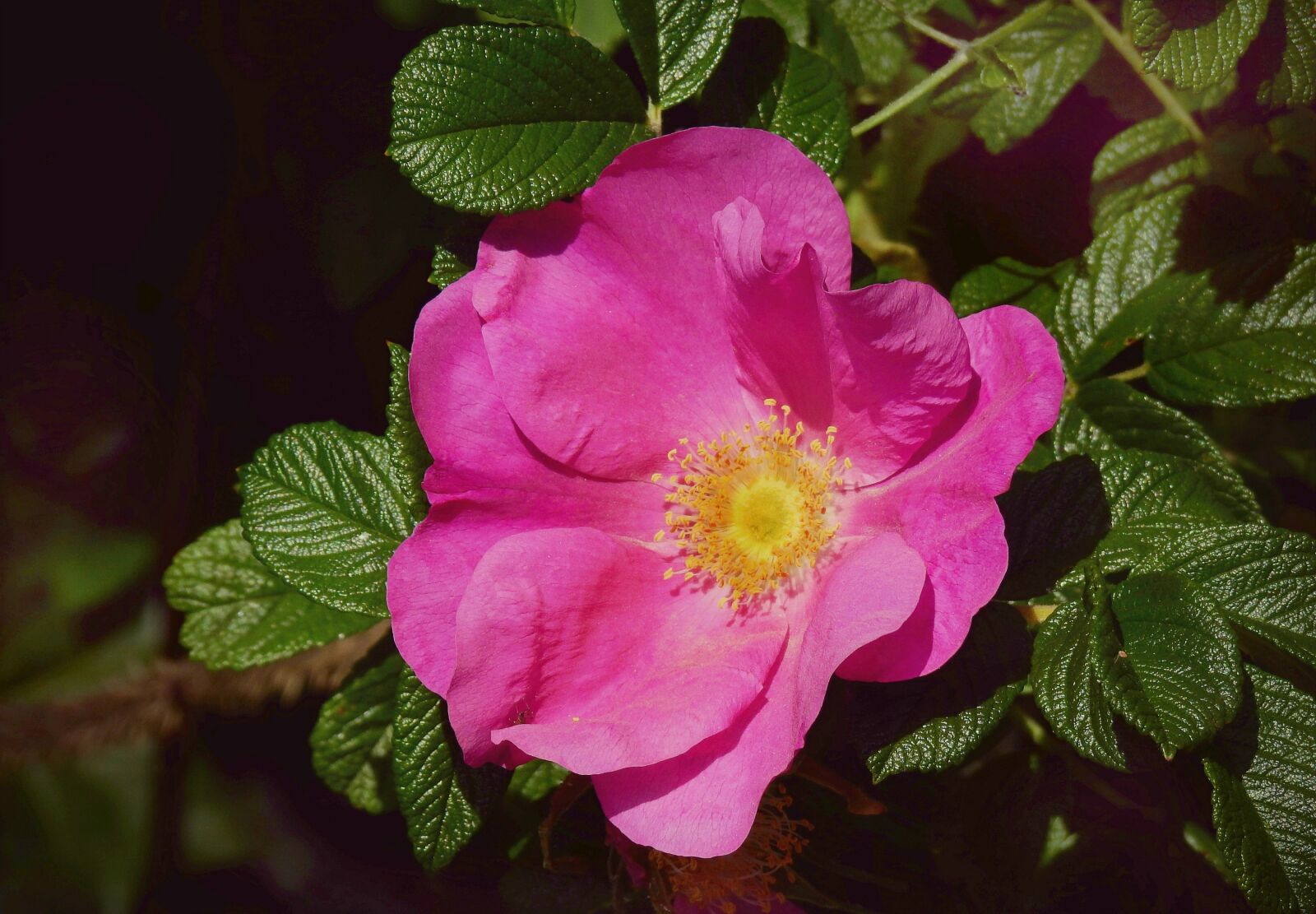 Nikon Coolpix P900 sample photo. Wild rose, flower, plant photography