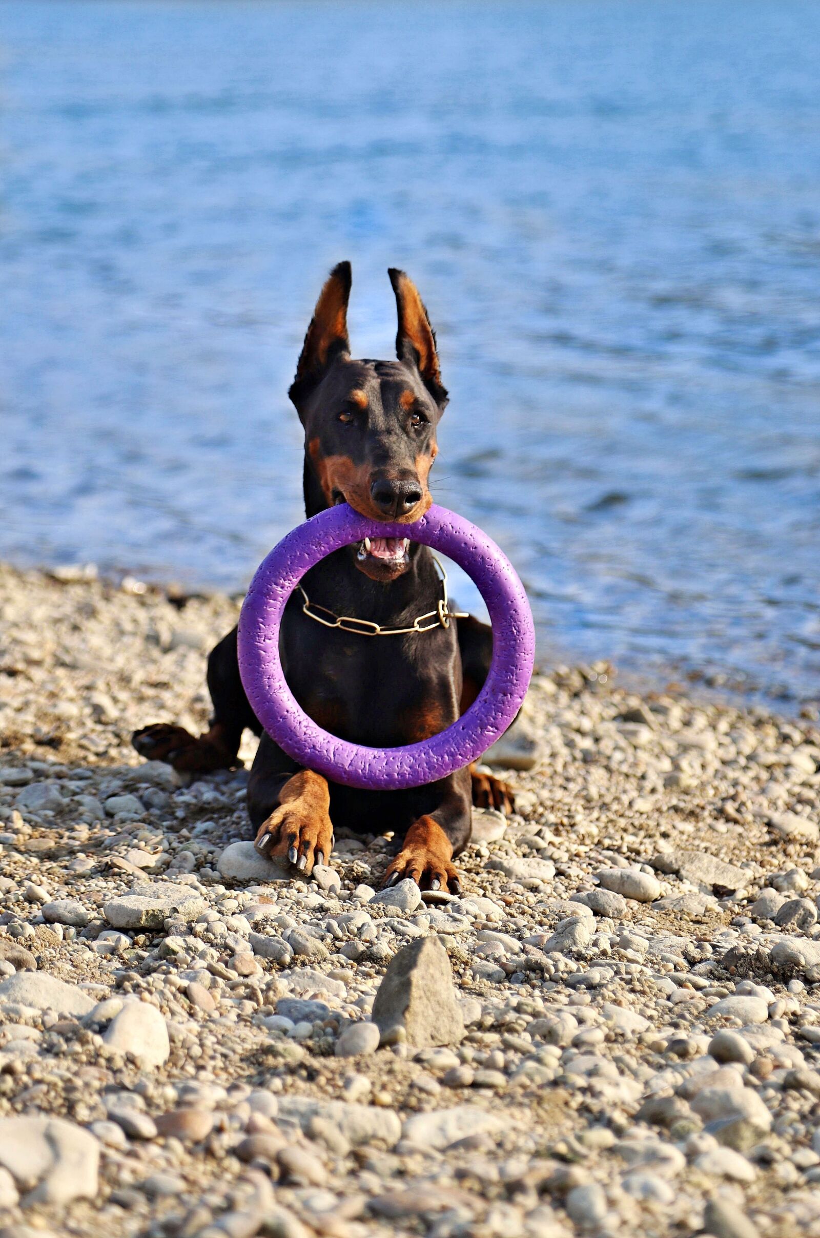 Canon EOS 6D Mark II sample photo. Doberman, dog, beautiful photography