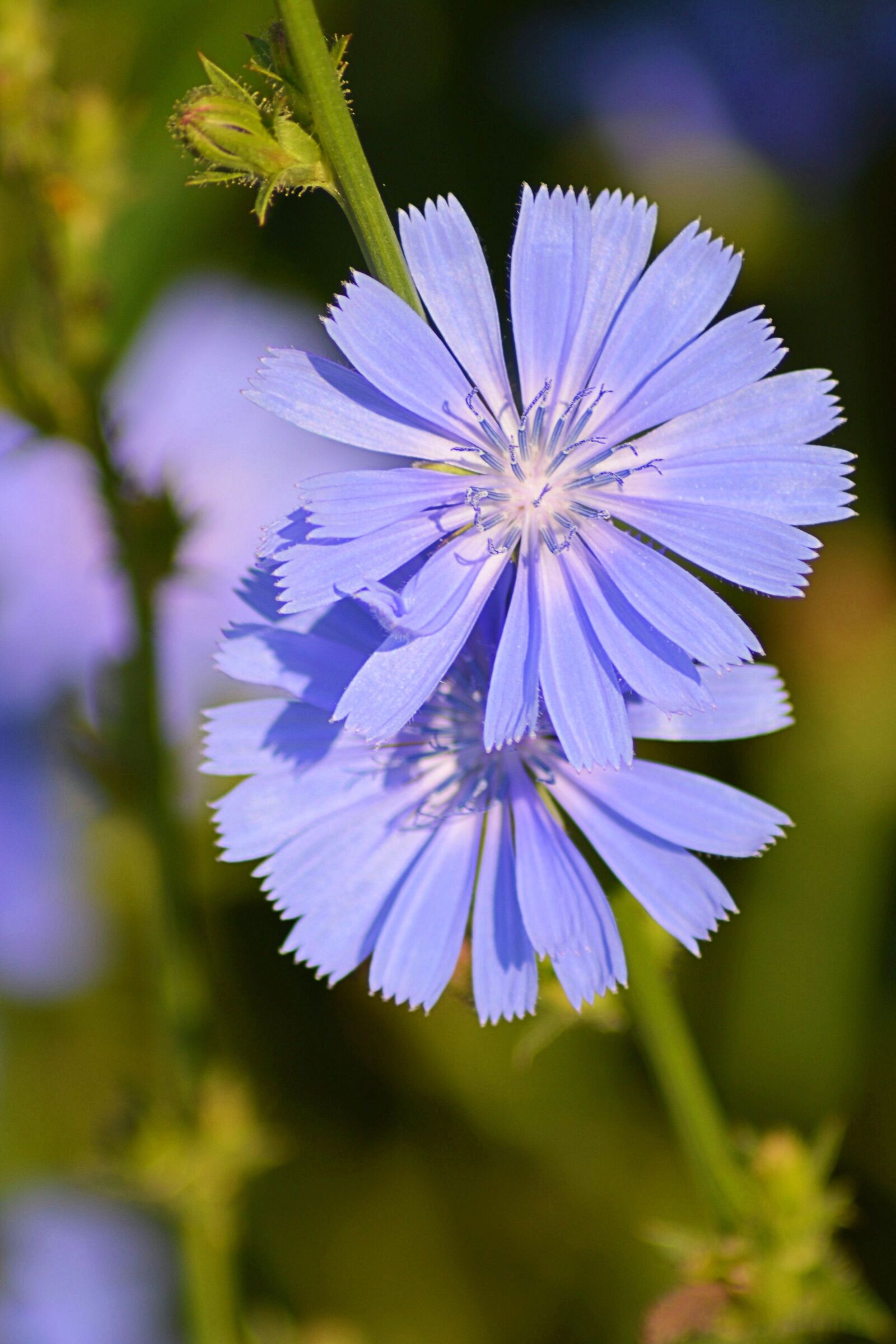 Nikon D3200 sample photo. Chicory, blossom, bloom photography
