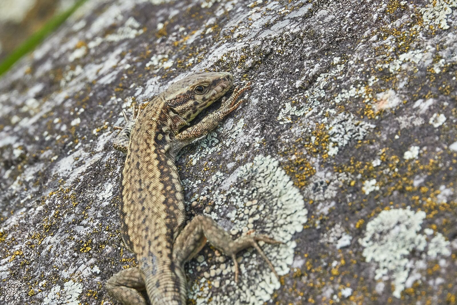 Sony Cyber-shot DSC-RX10 IV sample photo. Lizard, stone, reptile photography