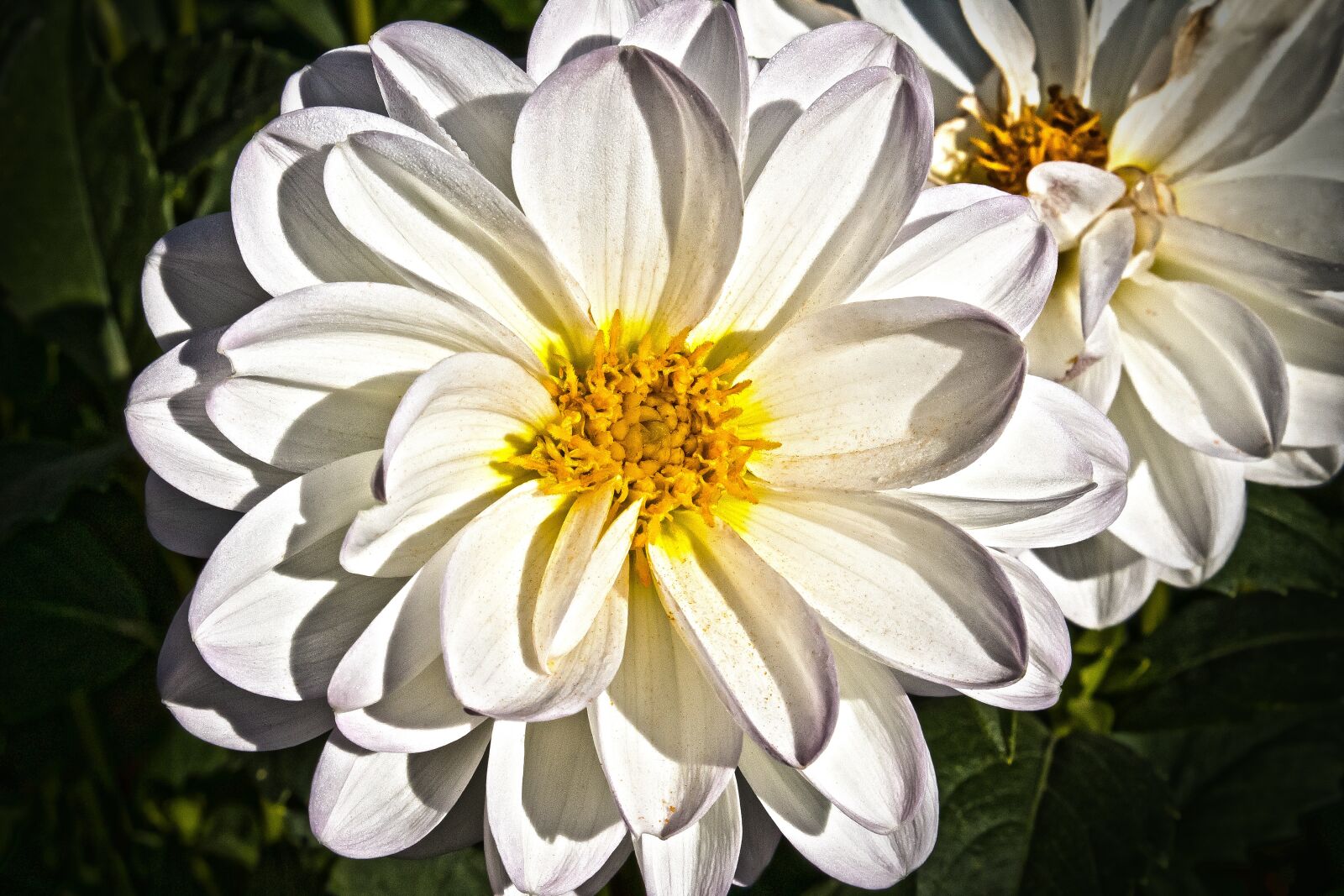 Canon EOS 1300D (EOS Rebel T6 / EOS Kiss X80) sample photo. Dahlia, georgine, plant photography