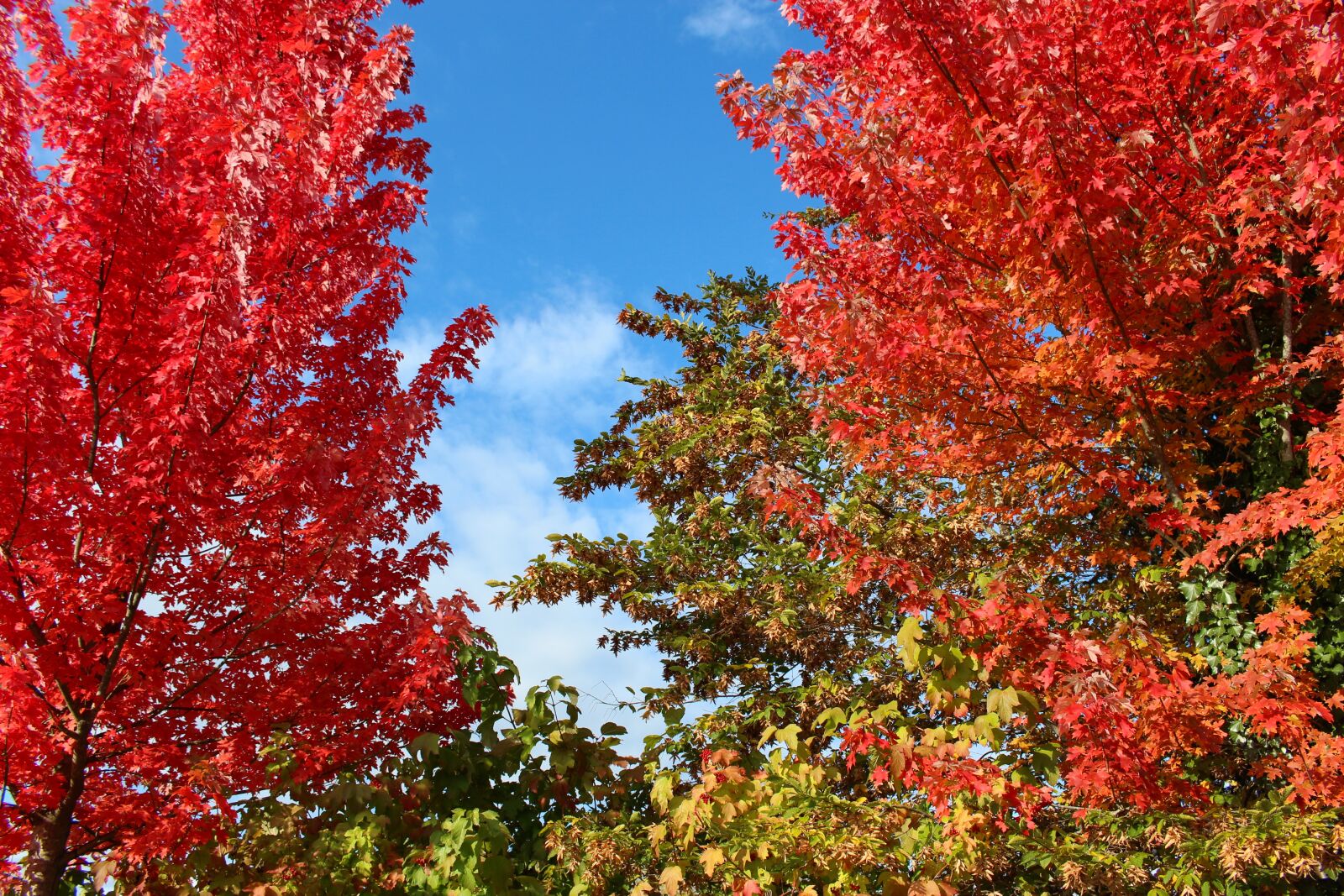 Canon EOS 700D (EOS Rebel T5i / EOS Kiss X7i) sample photo. Autumn, fall color, maple photography