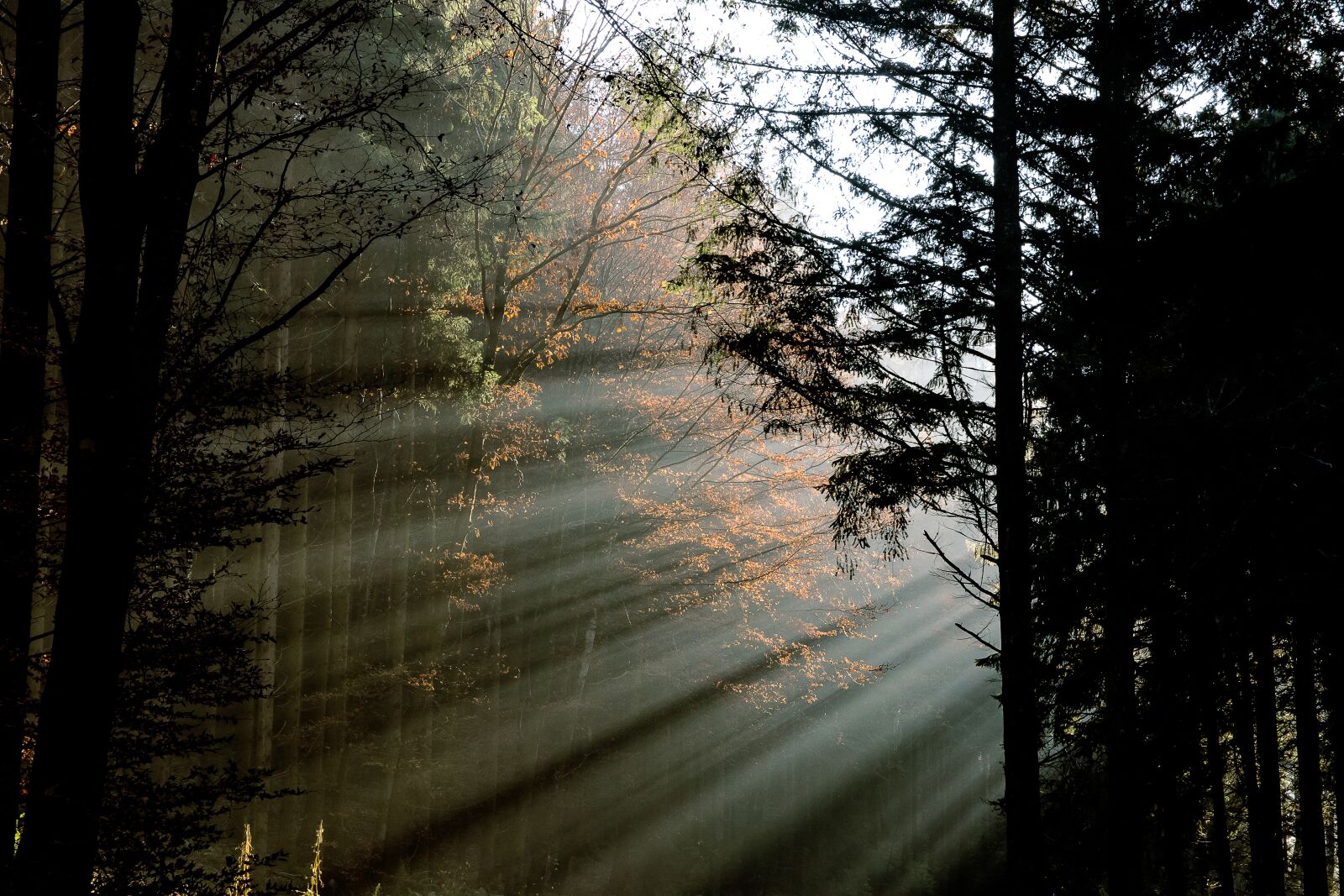 Canon EOS 80D sample photo. Forest, sunbeam, mood photography