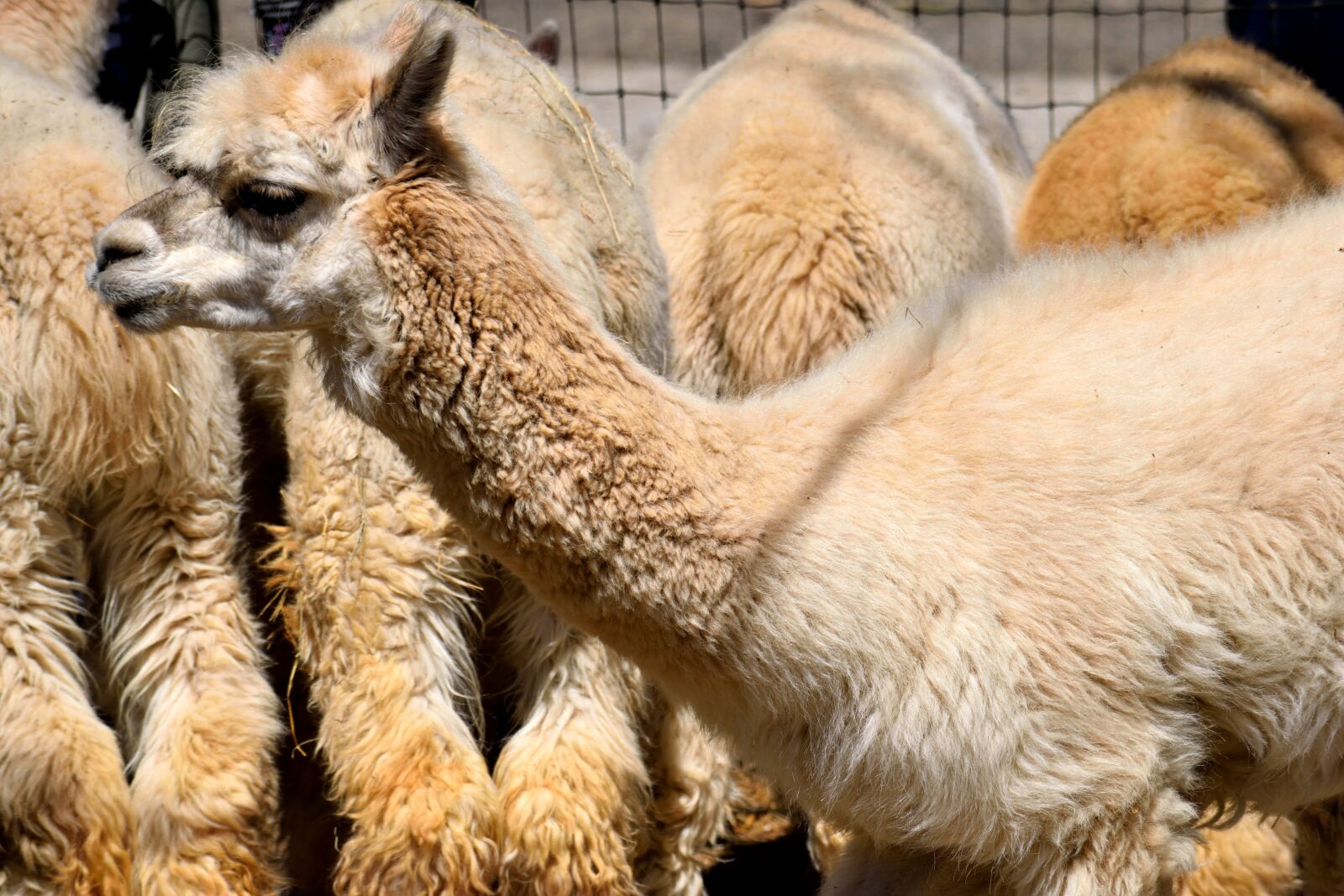 Nikon D3300 sample photo. Alpacas, animal, cute photography