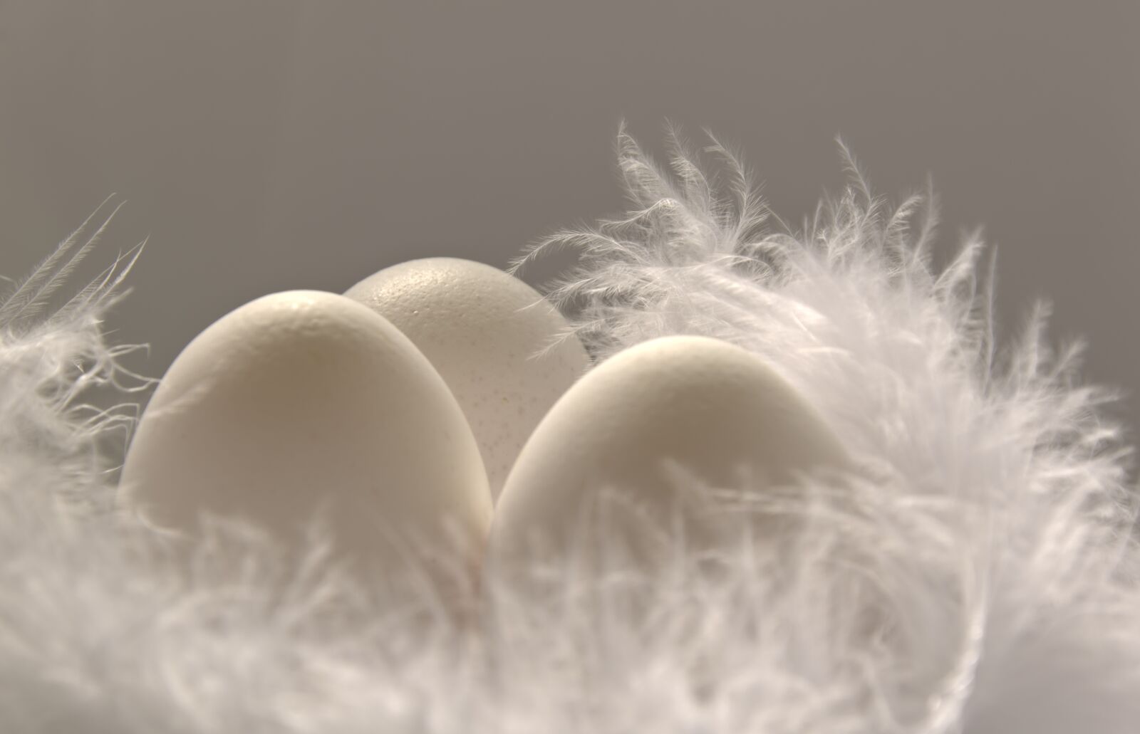 Nikon D5600 sample photo. Feather, fluffy, fluff photography
