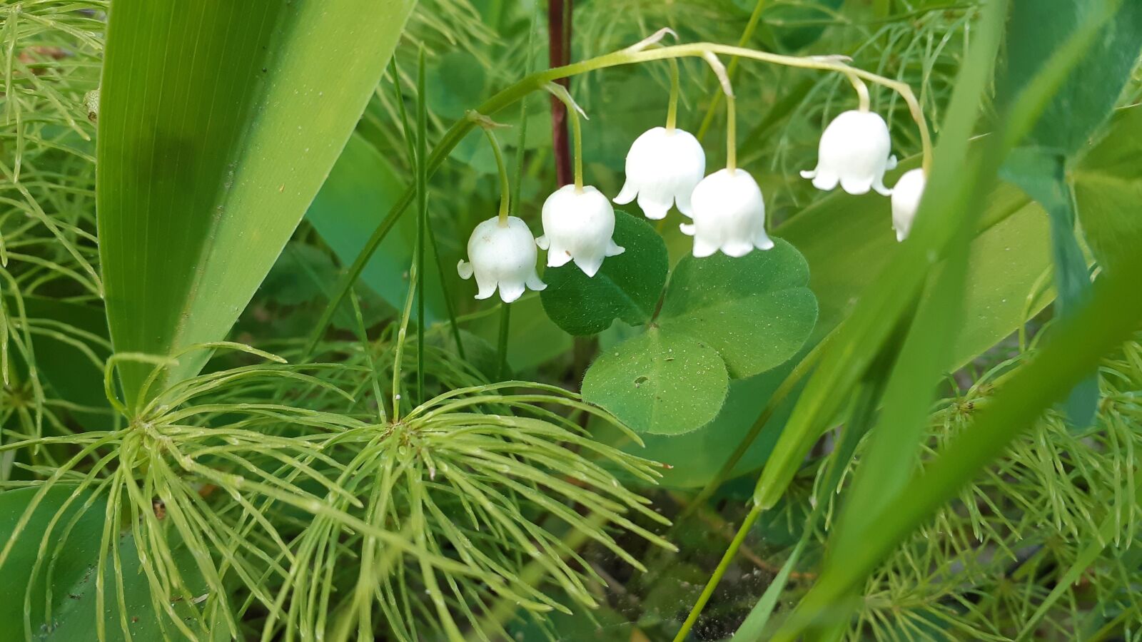 Samsung Galaxy A8(2018) sample photo. Lily of the valley photography