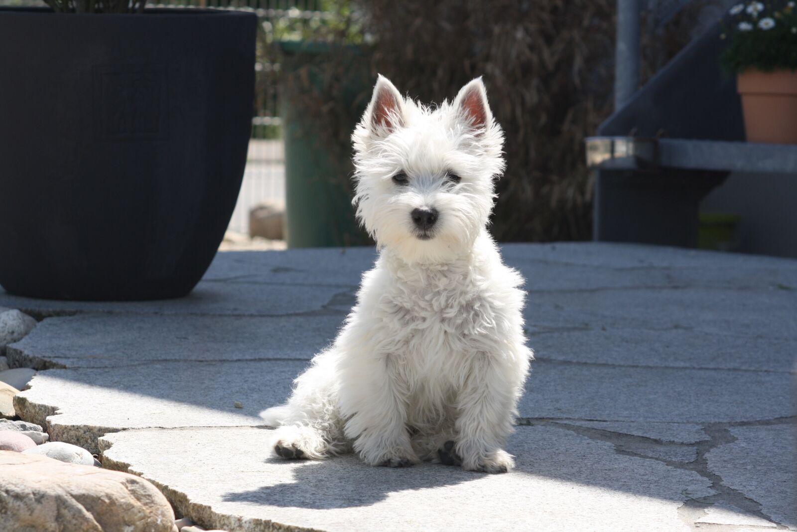 Canon EOS 1000D (EOS Digital Rebel XS / EOS Kiss F) sample photo. West-highland-terrier, puppy, dog photography