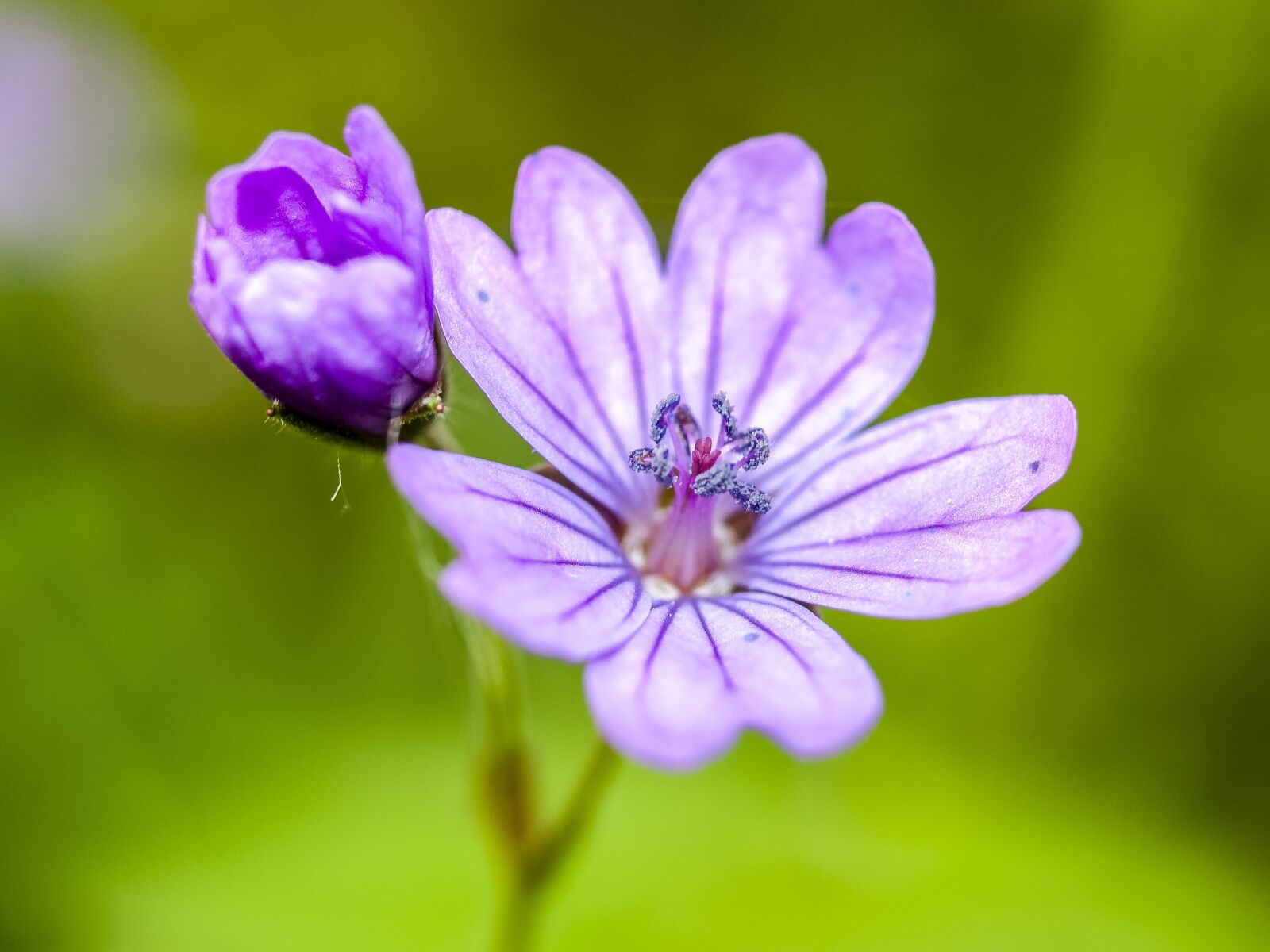 Olympus E-520 (EVOLT E-520) + OLYMPUS 35mm Lens sample photo. Flower, plant, cranesbill photography