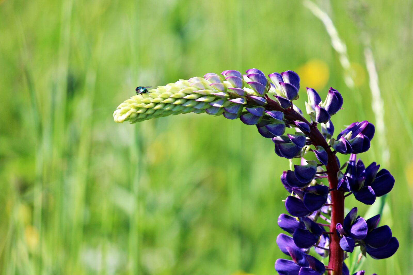 Canon EOS 600D (Rebel EOS T3i / EOS Kiss X5) sample photo. Lupine, insect, grass photography