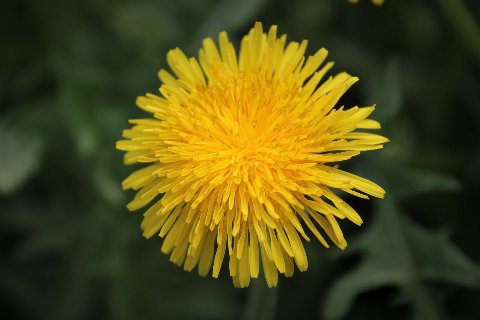 Canon EOS 60D sample photo. Dandelion, spring, nature photography