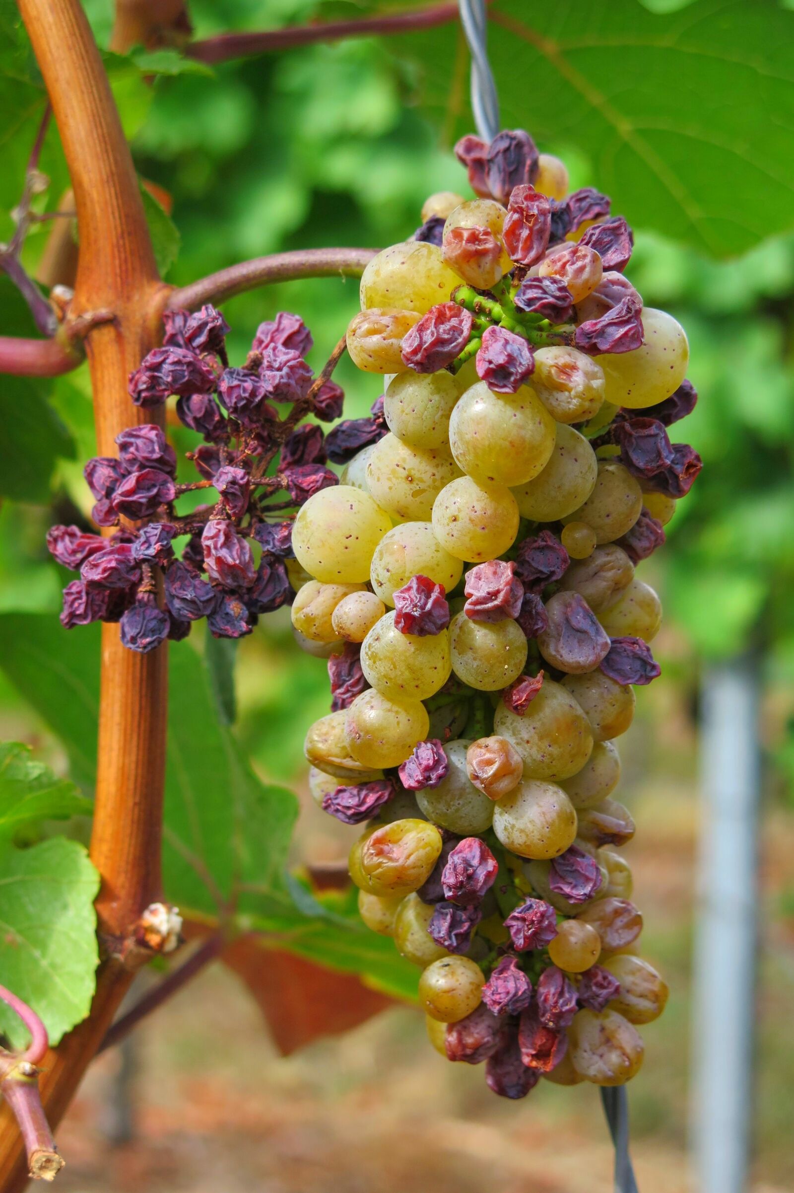 Canon PowerShot G16 sample photo. Grape, drought, raisin photography