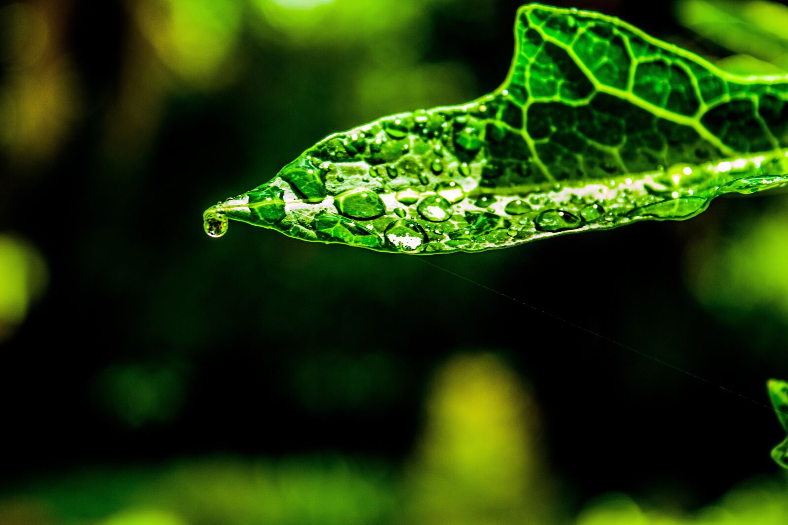 Canon EOS 1300D (EOS Rebel T6 / EOS Kiss X80) sample photo. Water, droplets, leaf photography