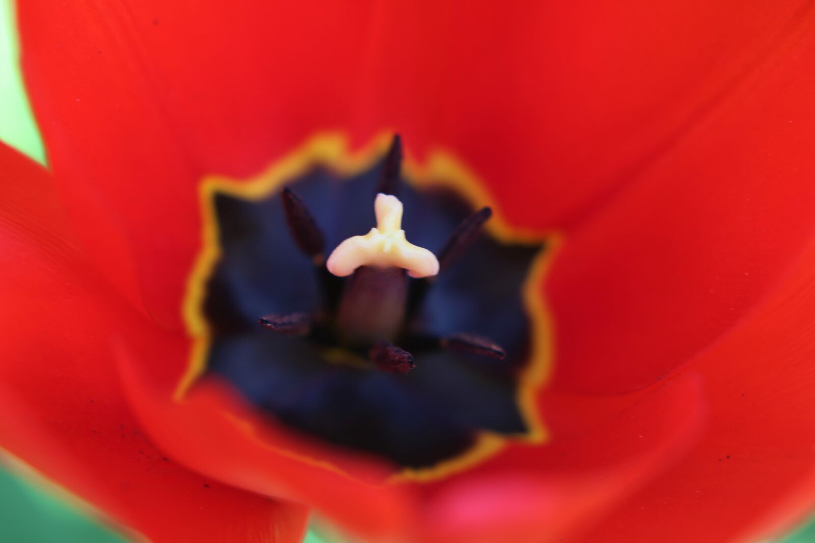 Canon EOS 2000D (EOS Rebel T7 / EOS Kiss X90 / EOS 1500D) sample photo. Poppy, red, flower photography
